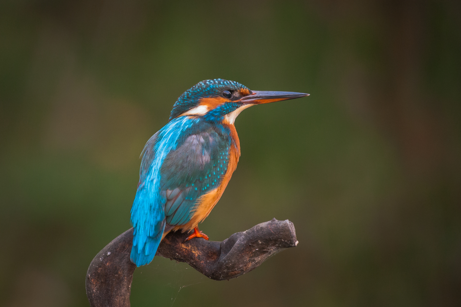 Kingfisher