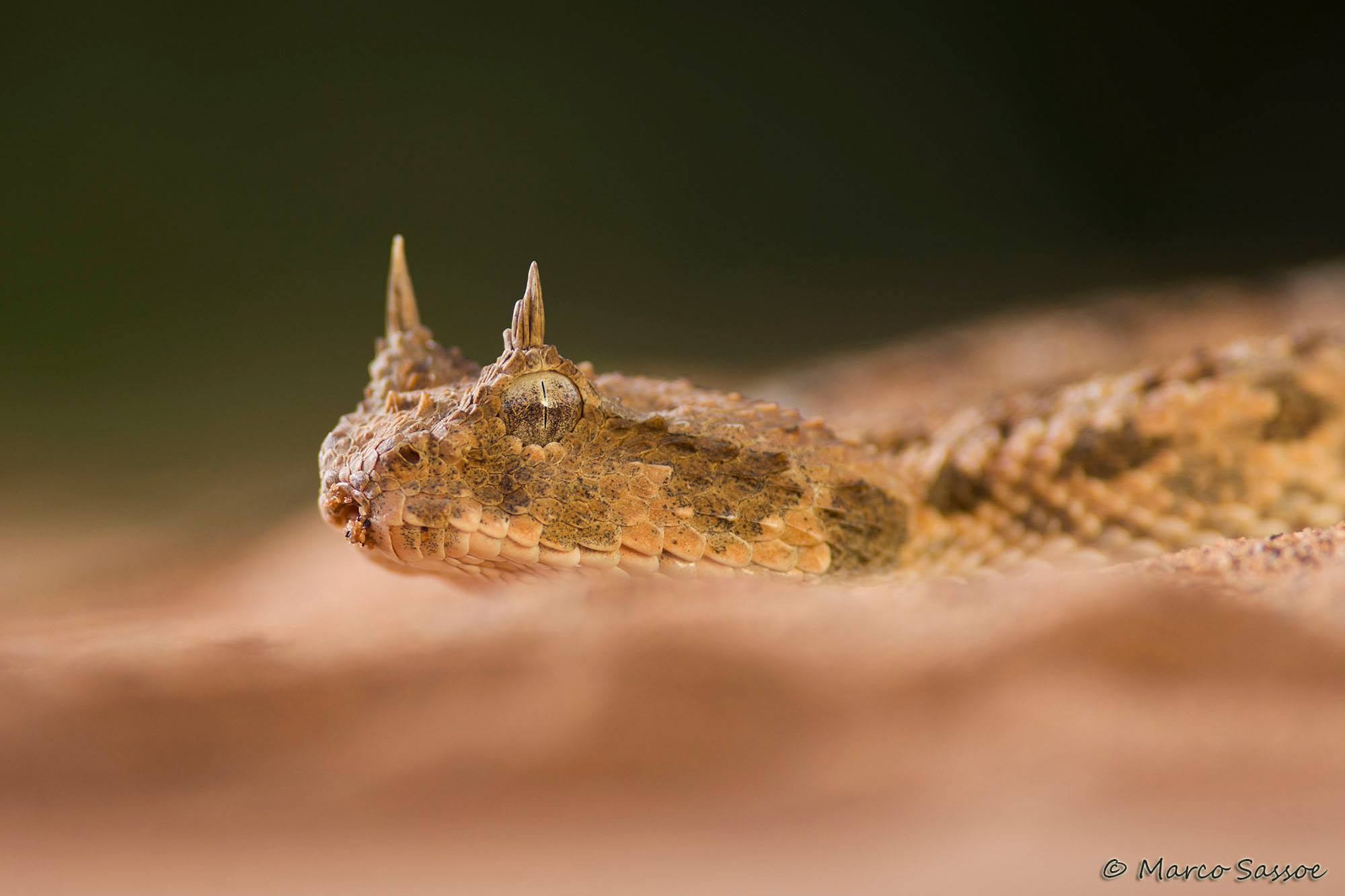 Cerastes cerastes, the horned viper of the Sahara