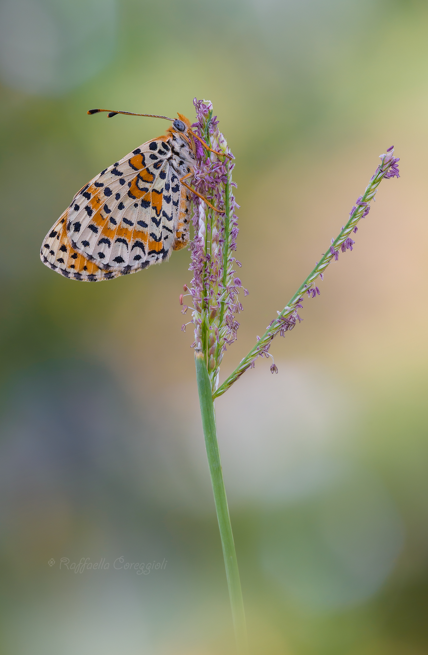 Melitaea didyma