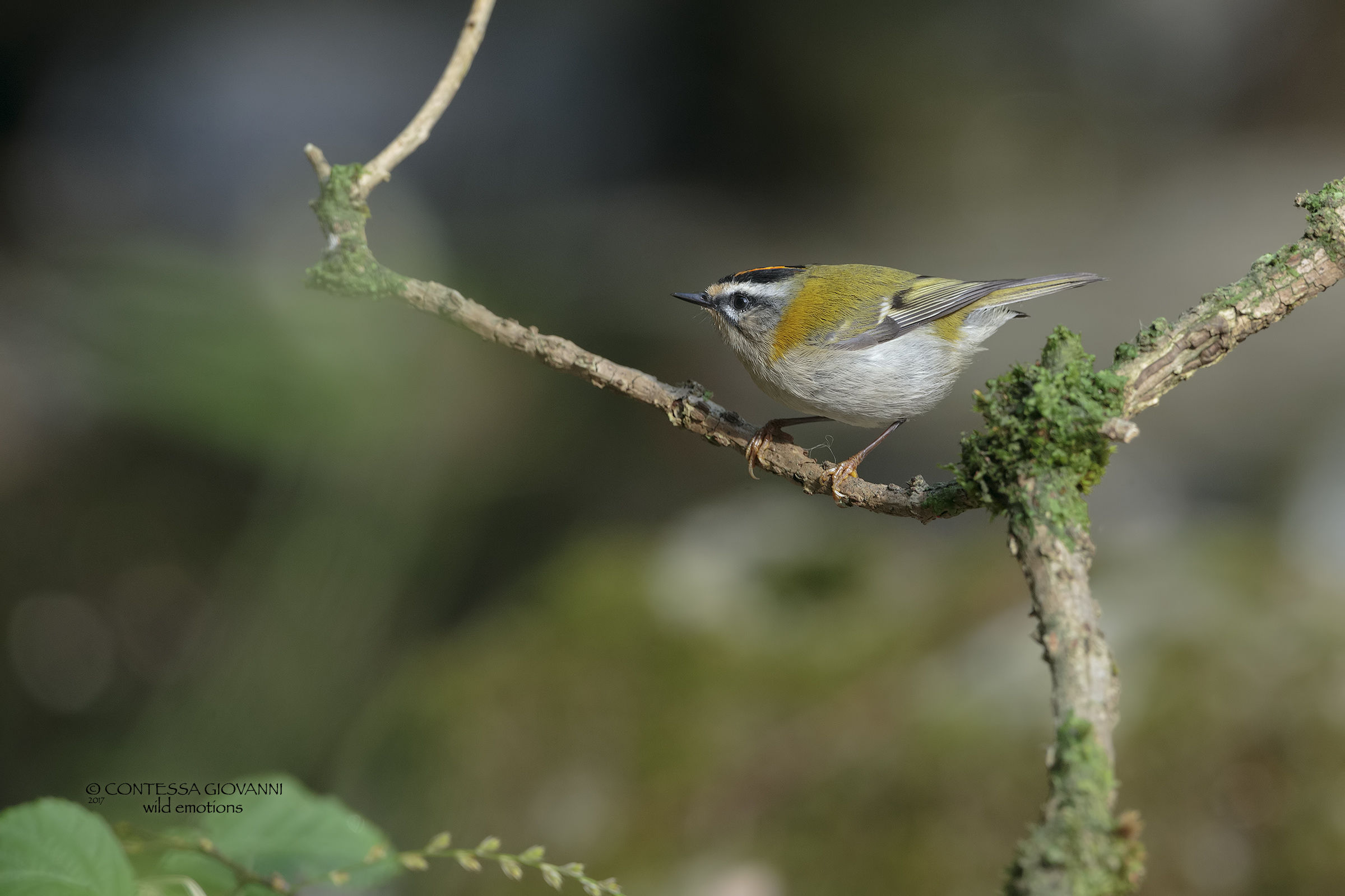 Firecrest