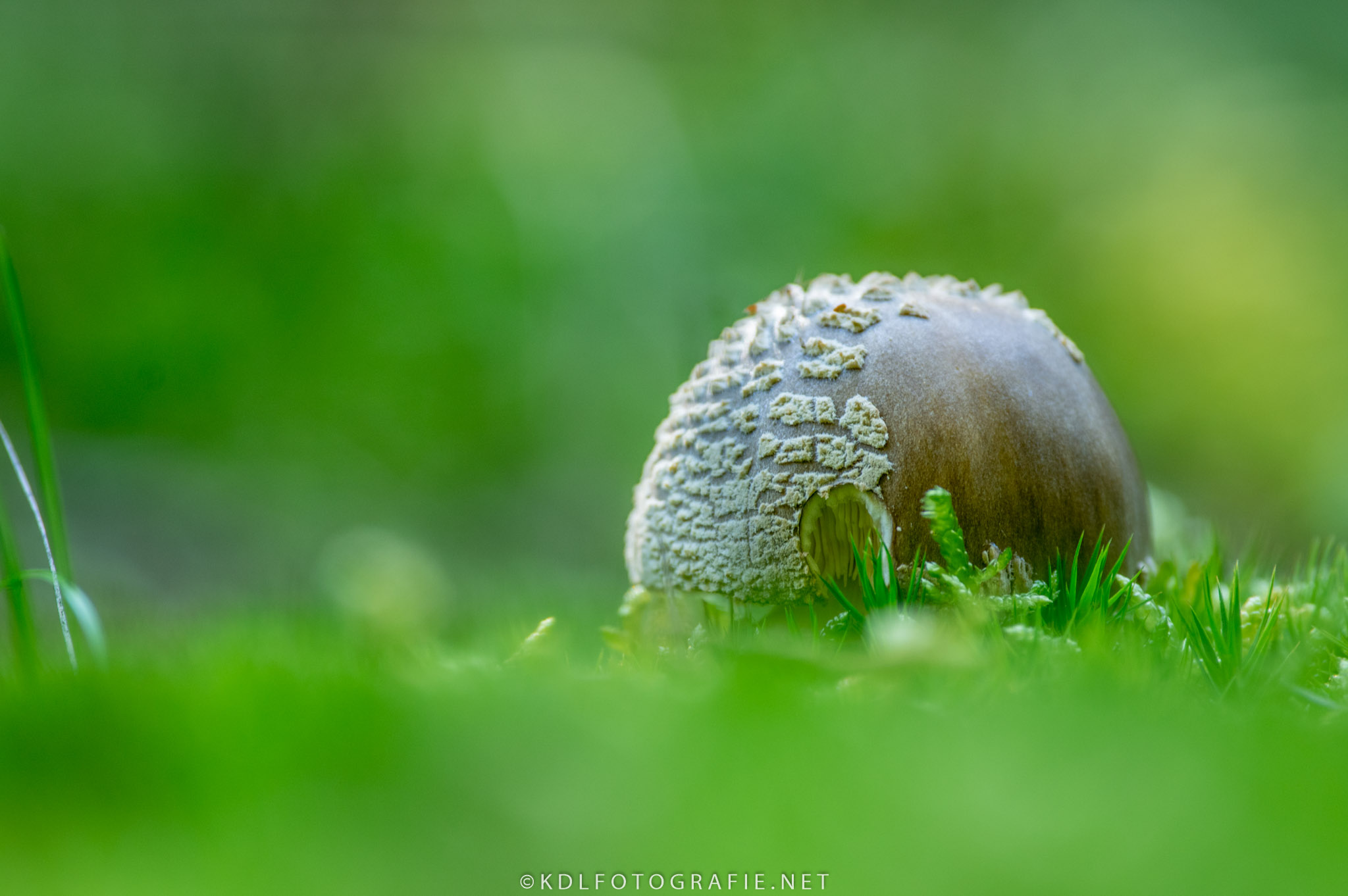 Mushroom