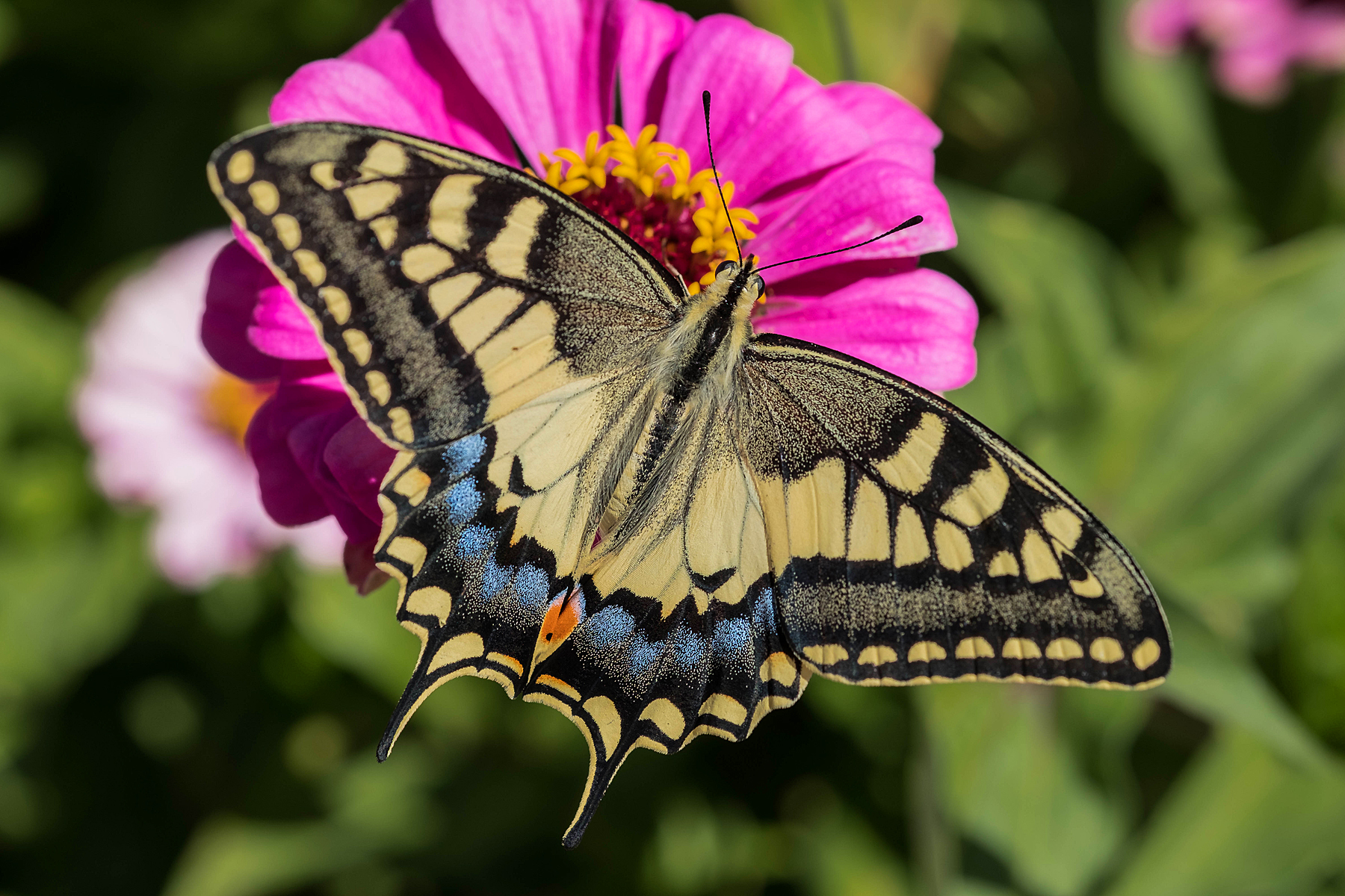 Papilio machaon