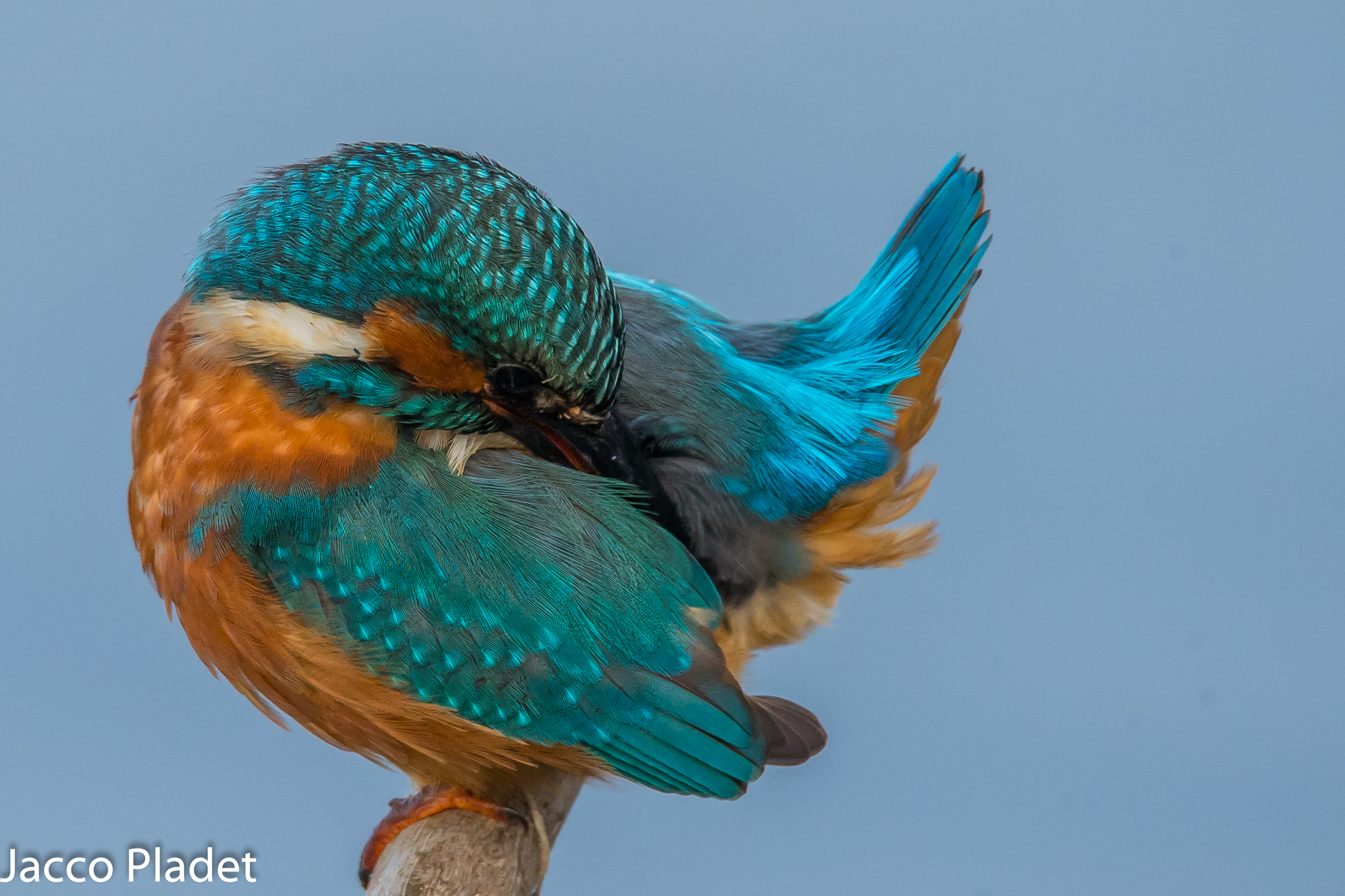 spazzolando i disegni