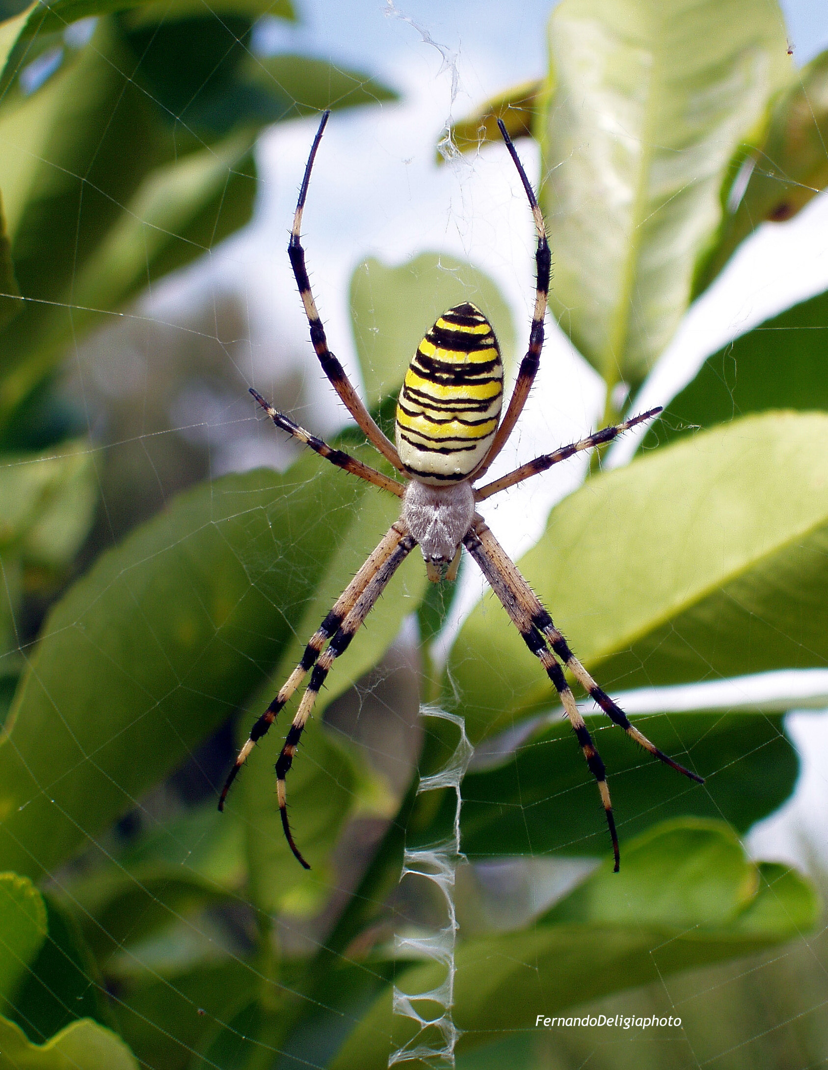 Argiope fasciata