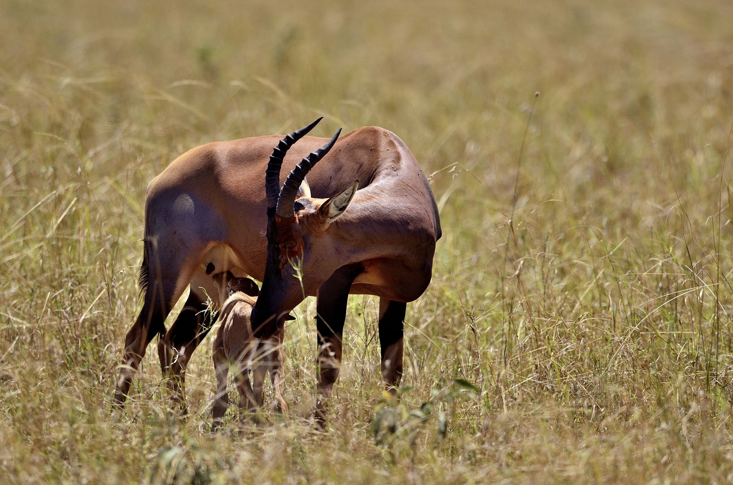Topi (Damaliscus lunatus)