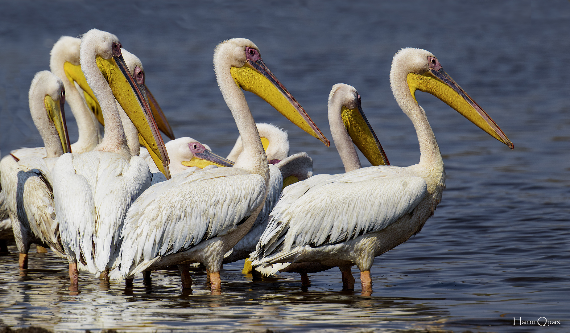 Pelecanus onocrotalus
