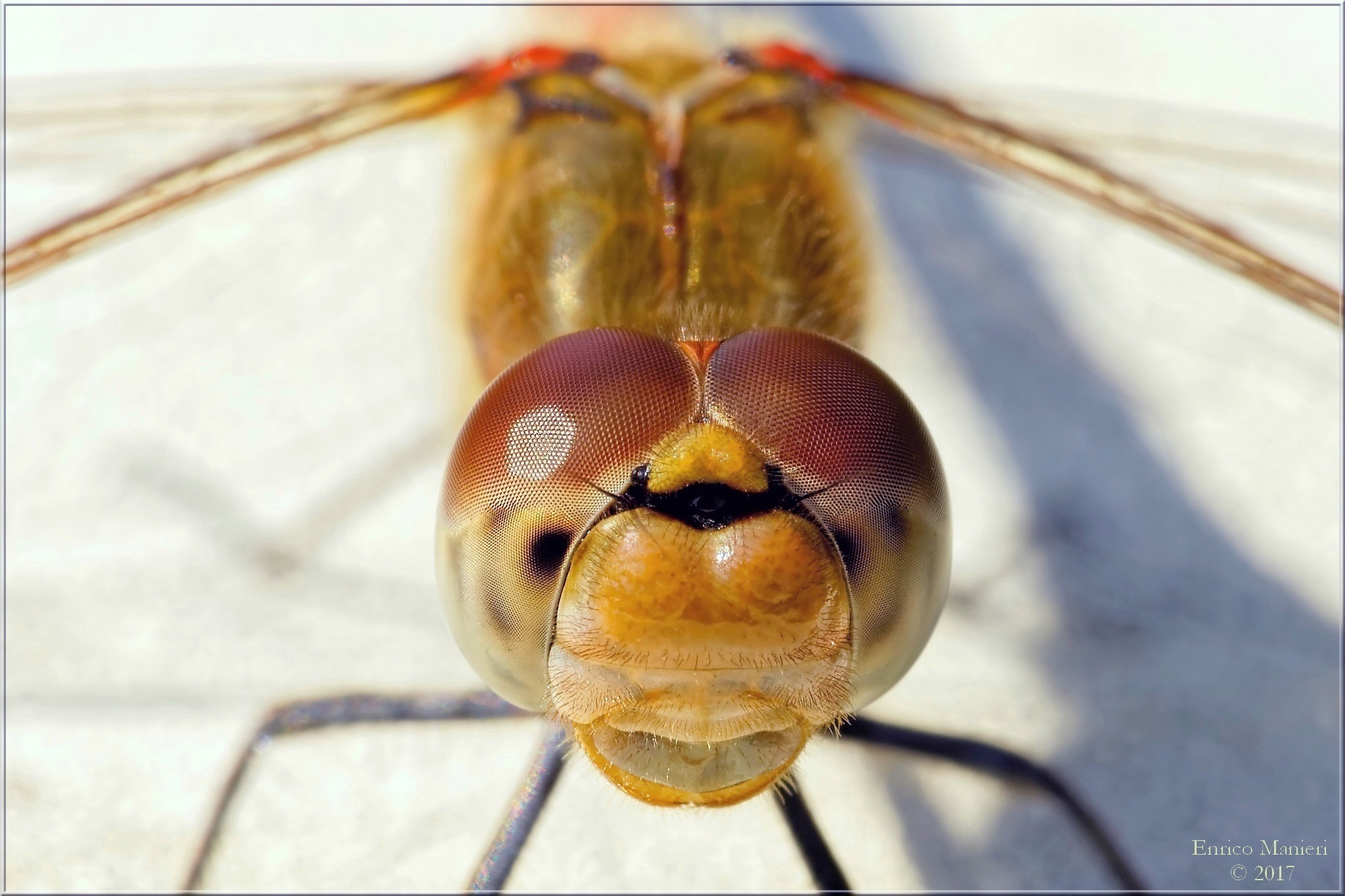 Sympetrum Striolatum