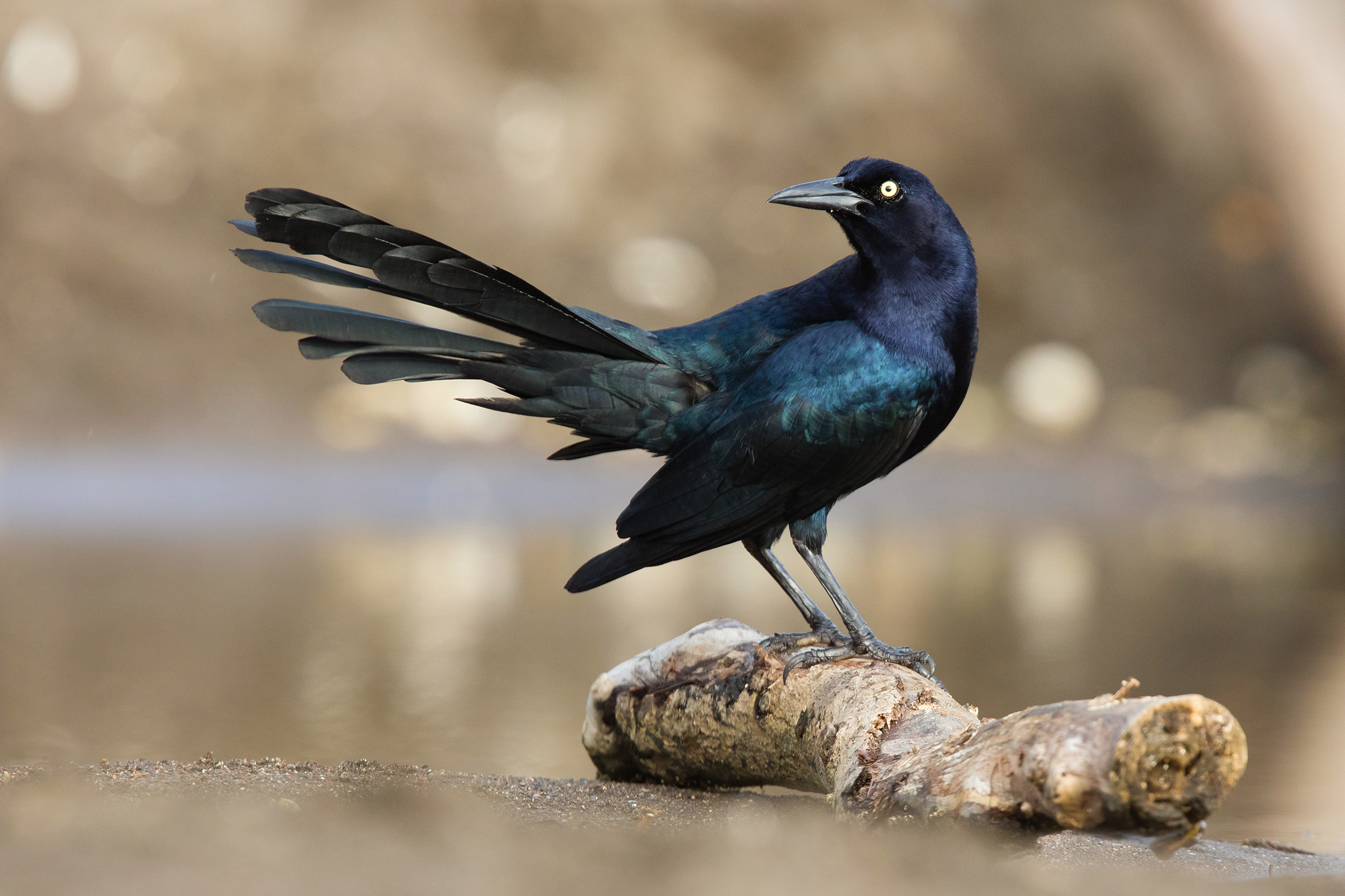 Grackle a coda di fico (Quiscalus mexicanus)