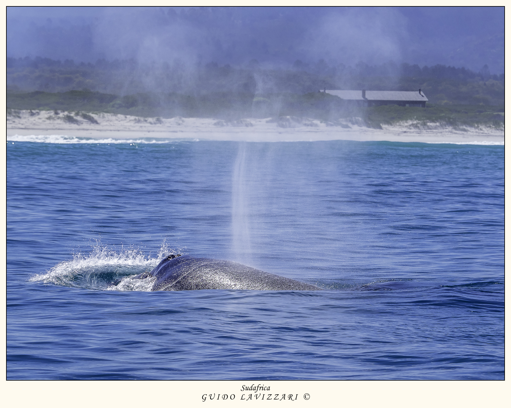 Balena franca australe