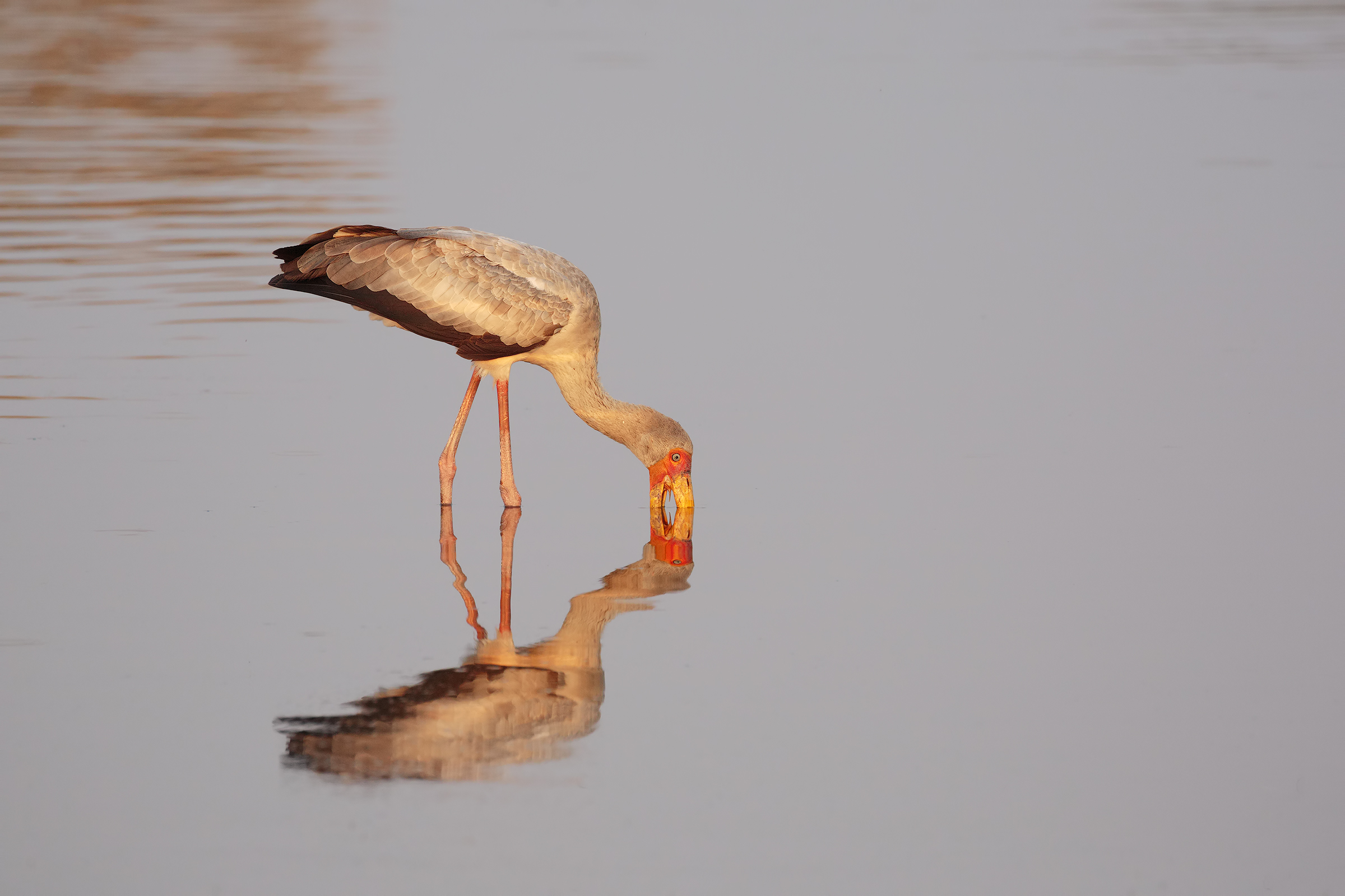 riflesso in solitudine