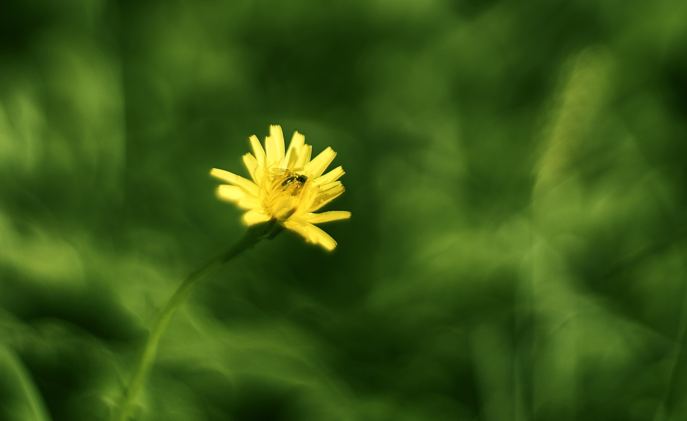 macro with cyclop 85 f 1.5