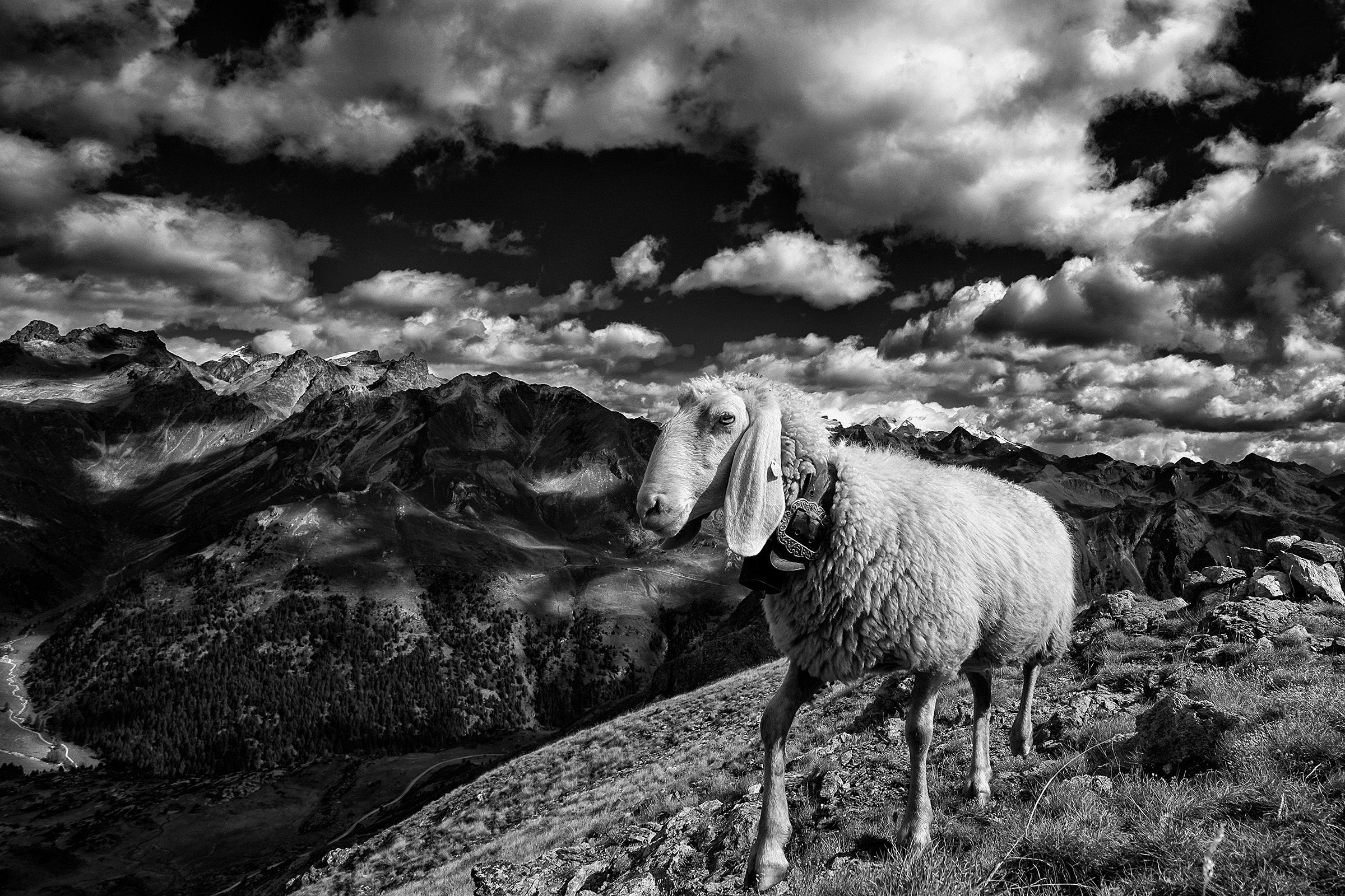 Ultimi giorni in alpeggio
