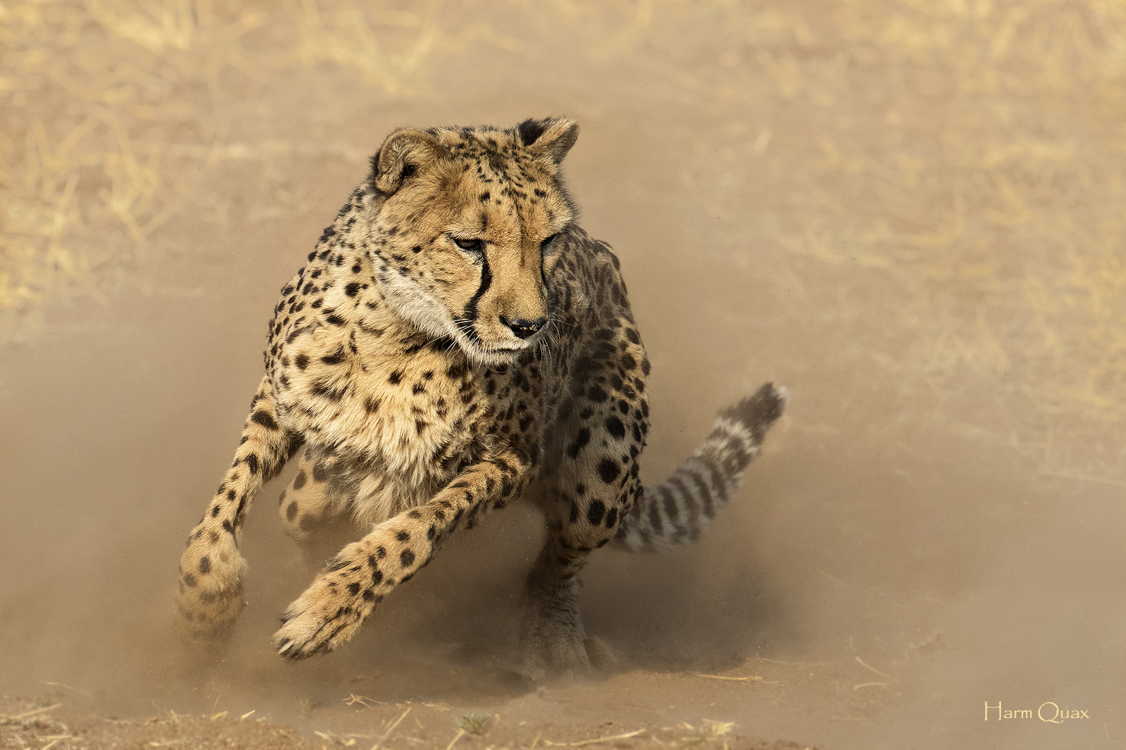 Caccia Cheetah (Acinonyx jubatus)