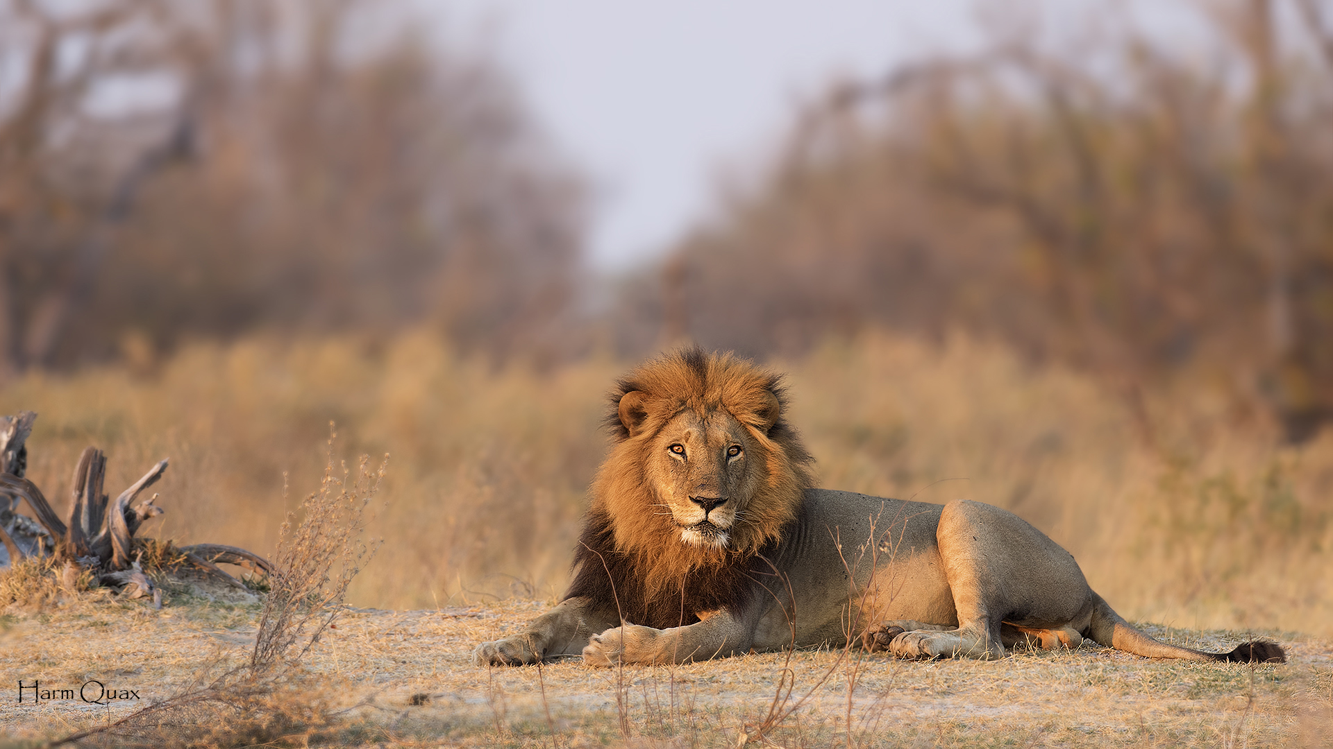 King of the Okavango (Panthera leo)
