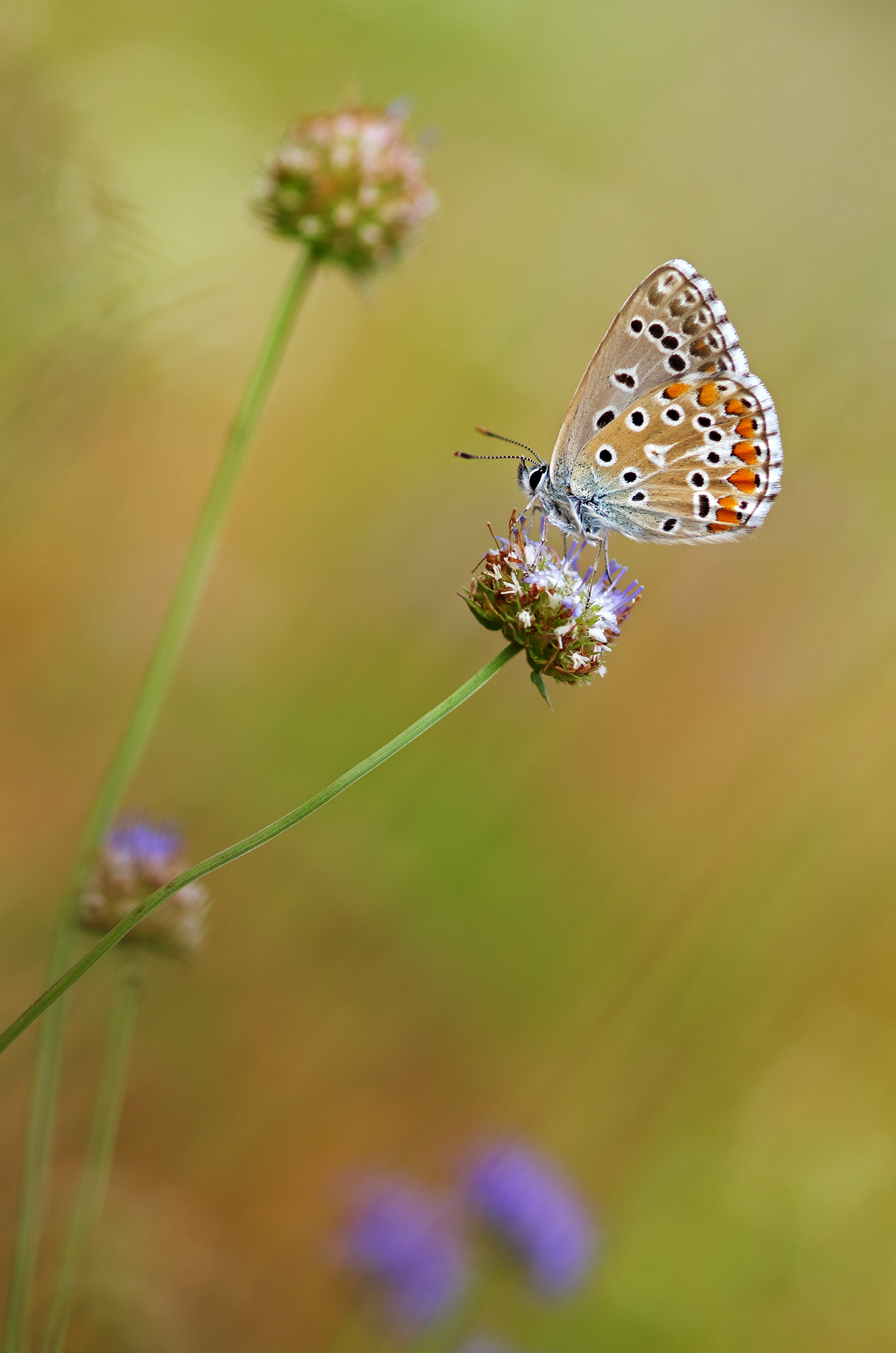 Polyommatus icarus