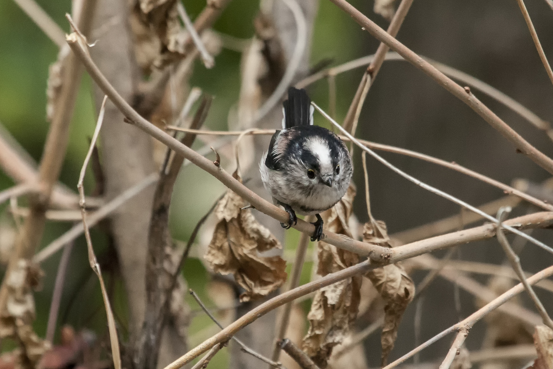 Long-tailed Tit
