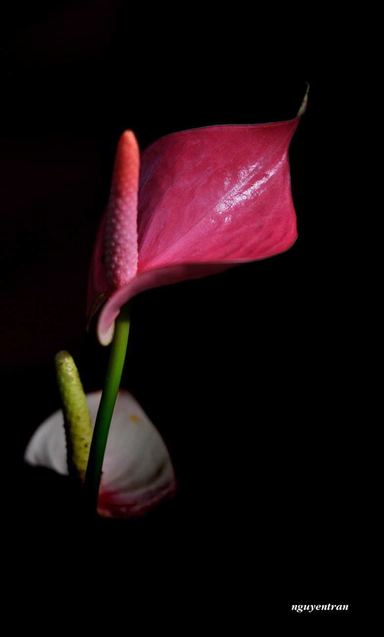 Anthurium flower