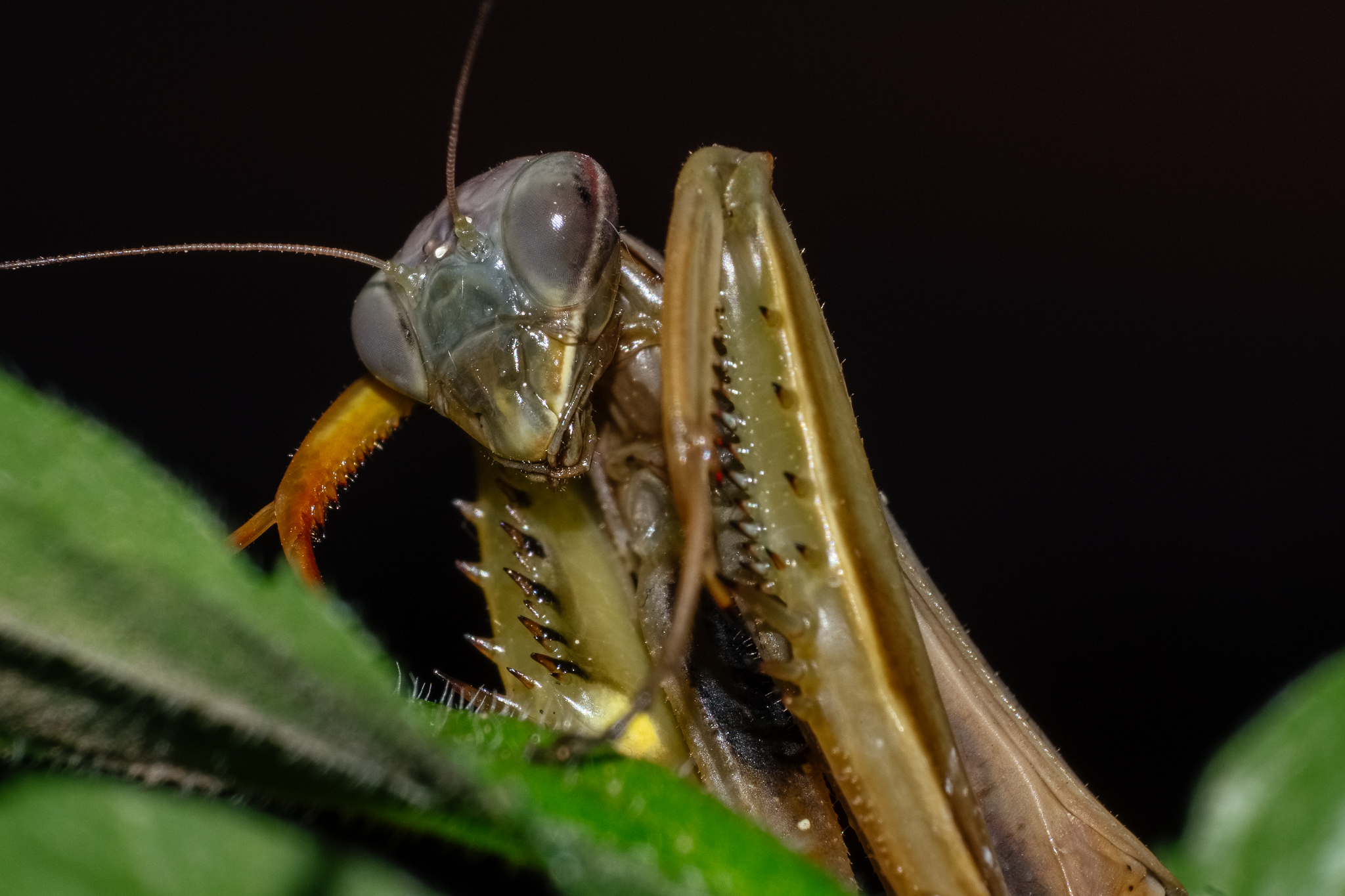Female mantis
