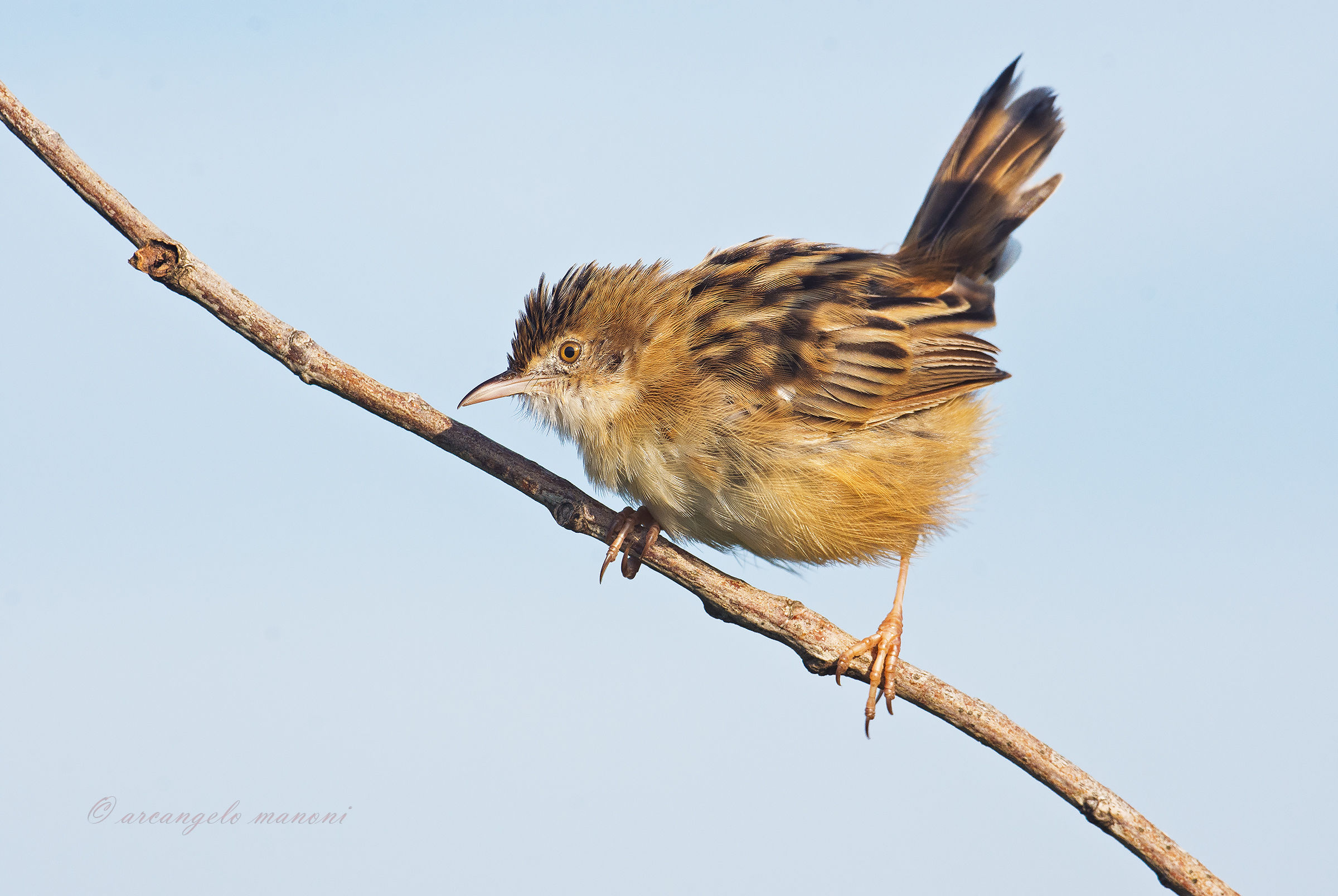 Nel blu ''dipinto di beccamoschino''