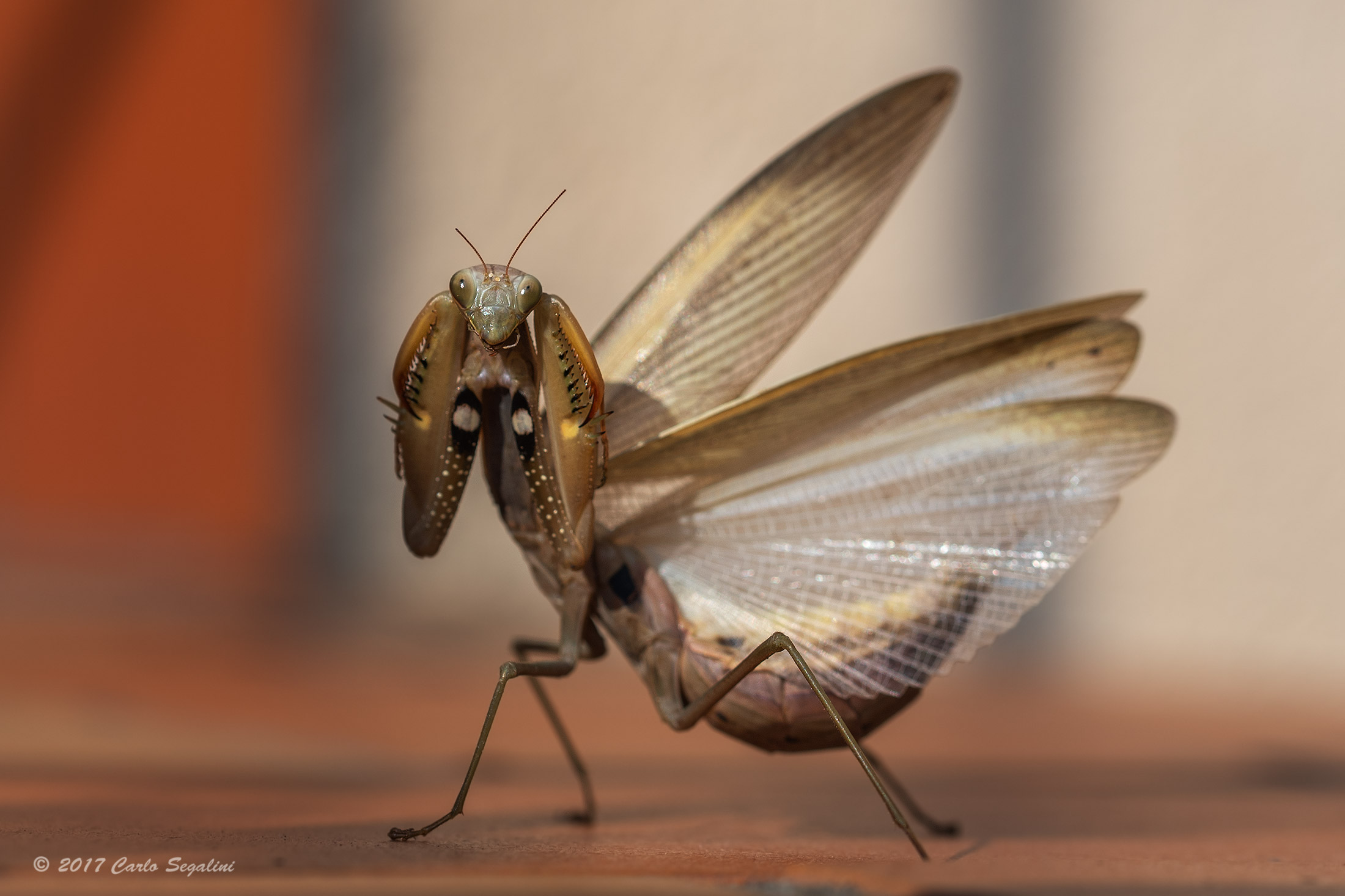 the Boxer: Religious Mantis