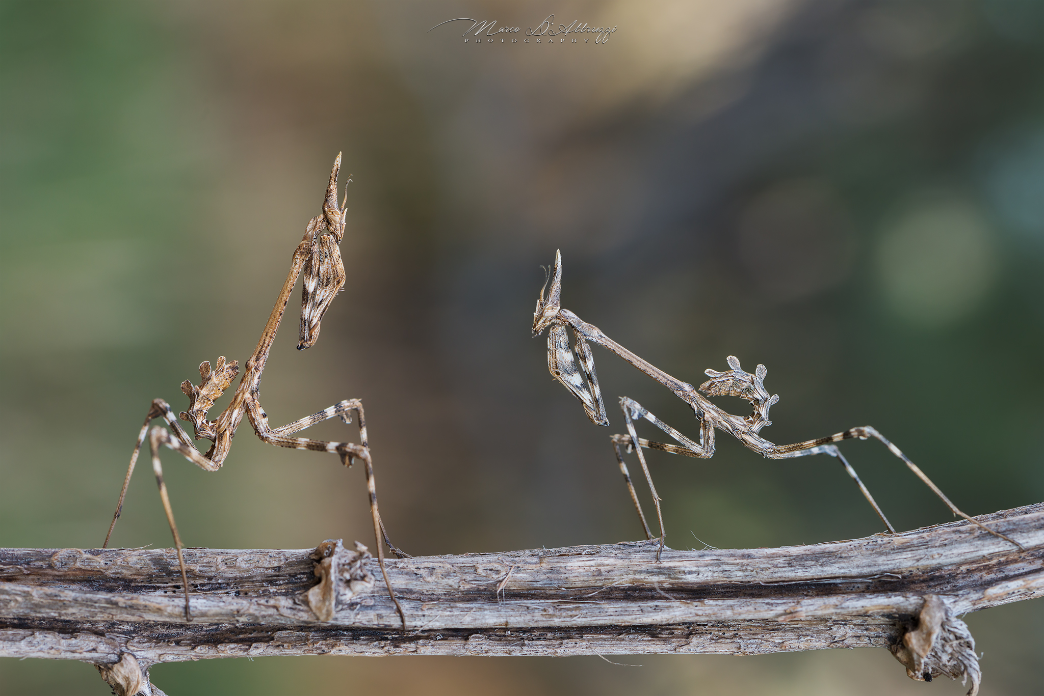 Empusa versus Empusa