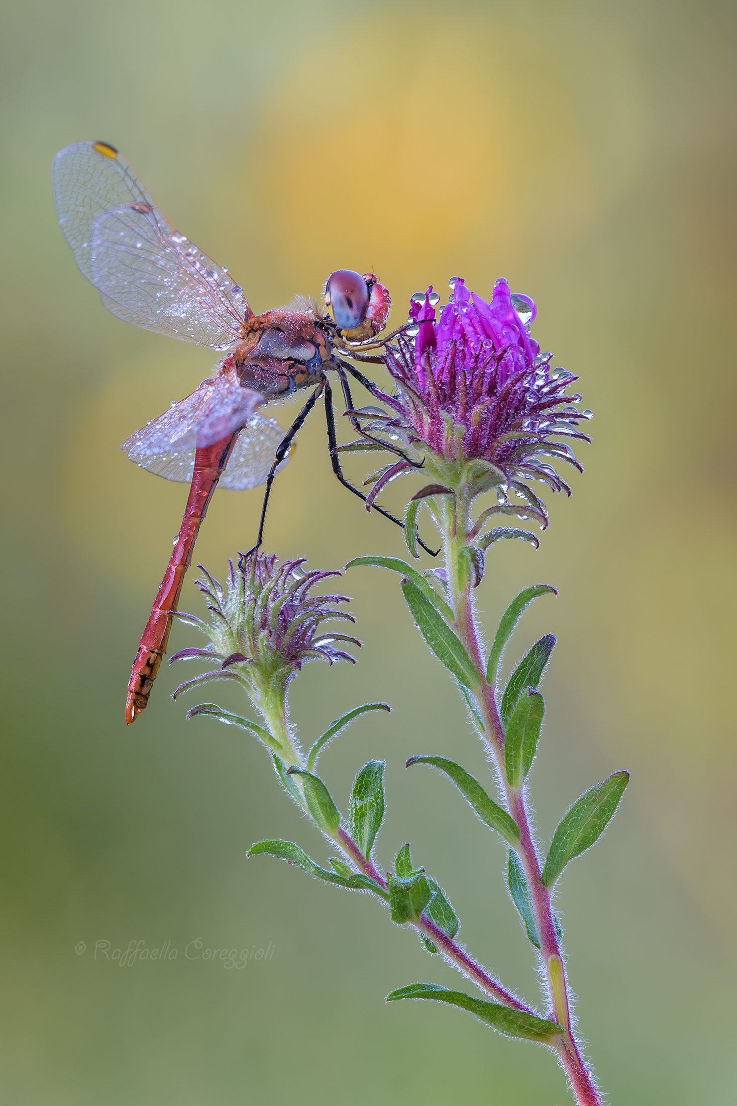 Finally a little boy!