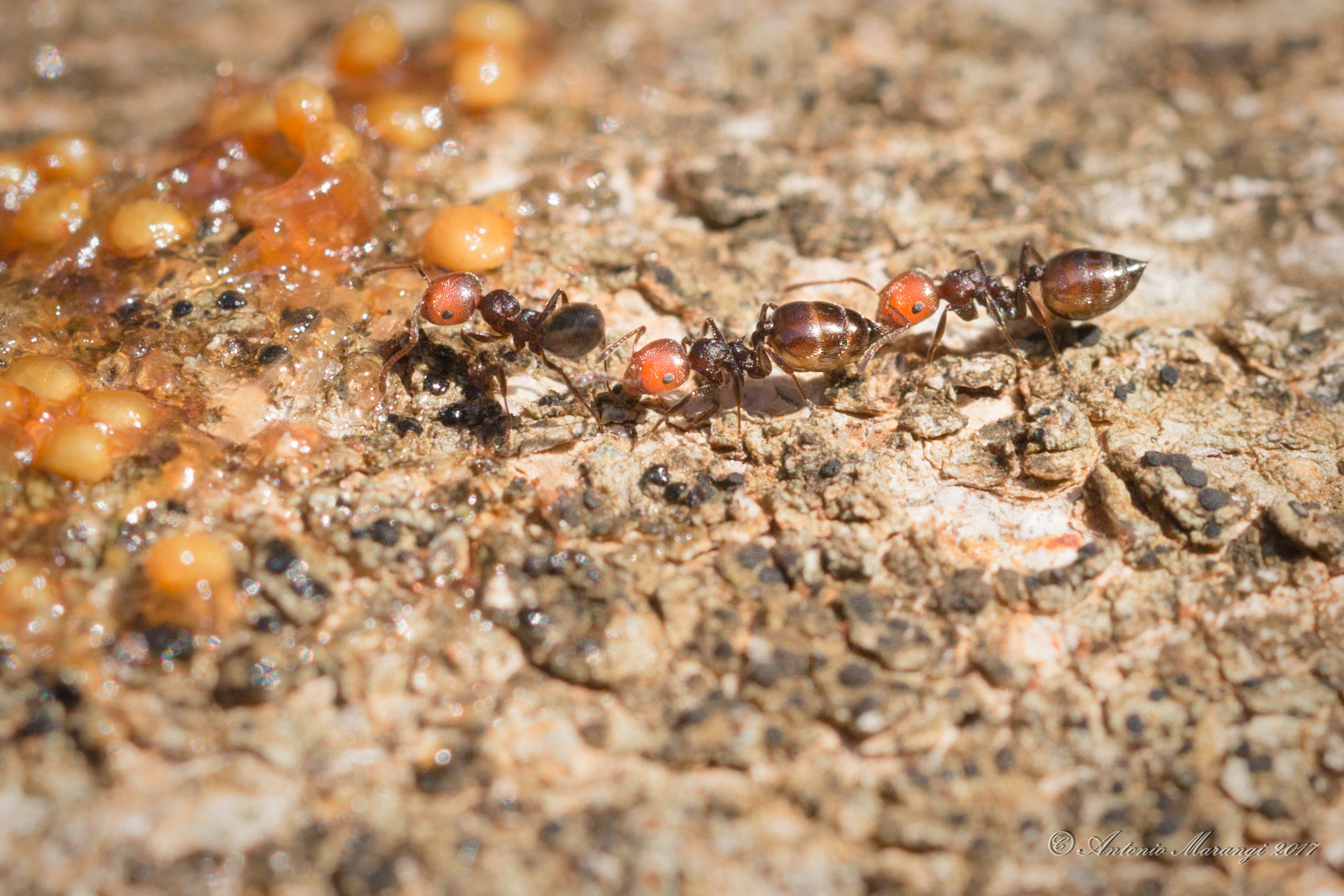 where are they and what are they preparing to eat?