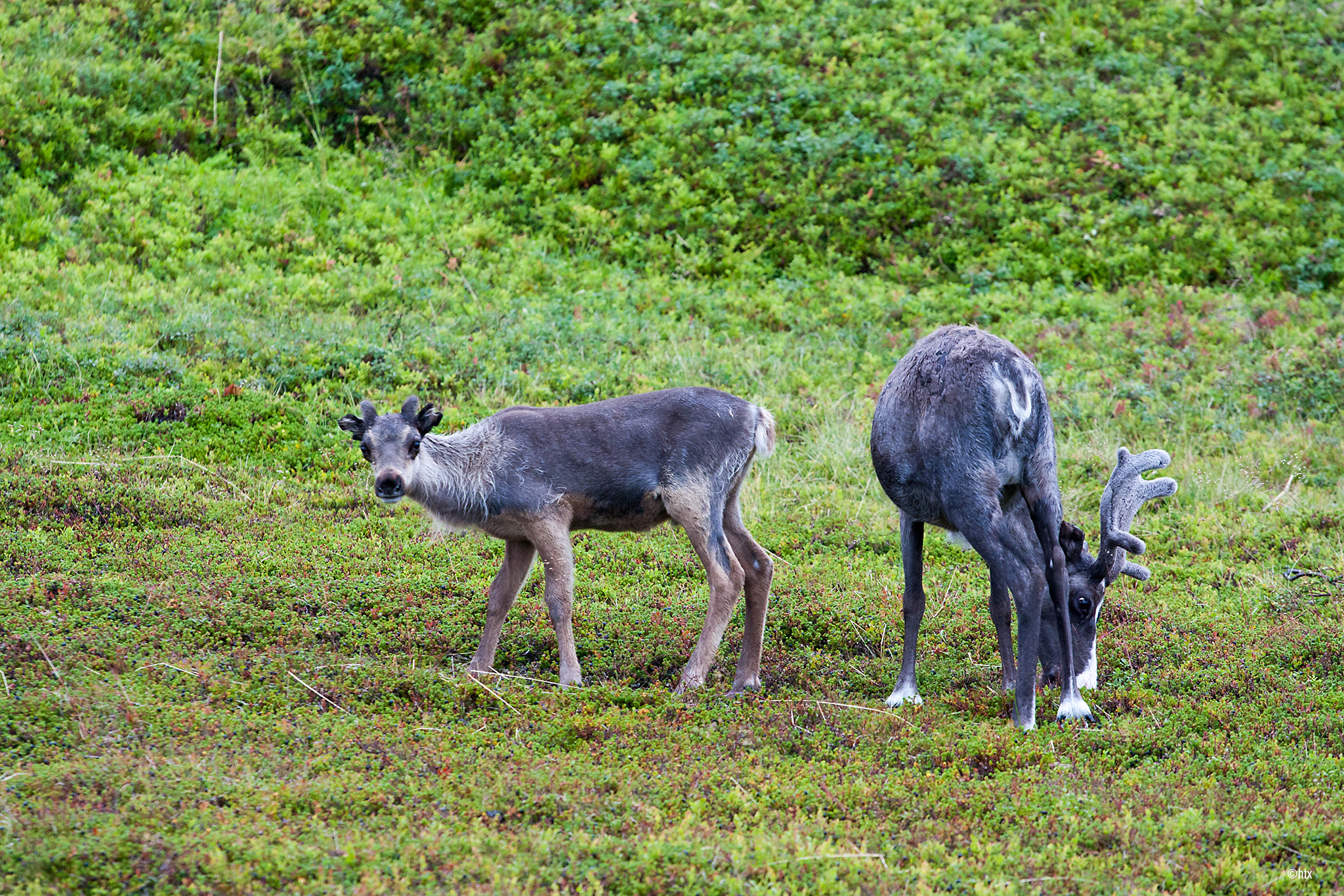 curious reindeer