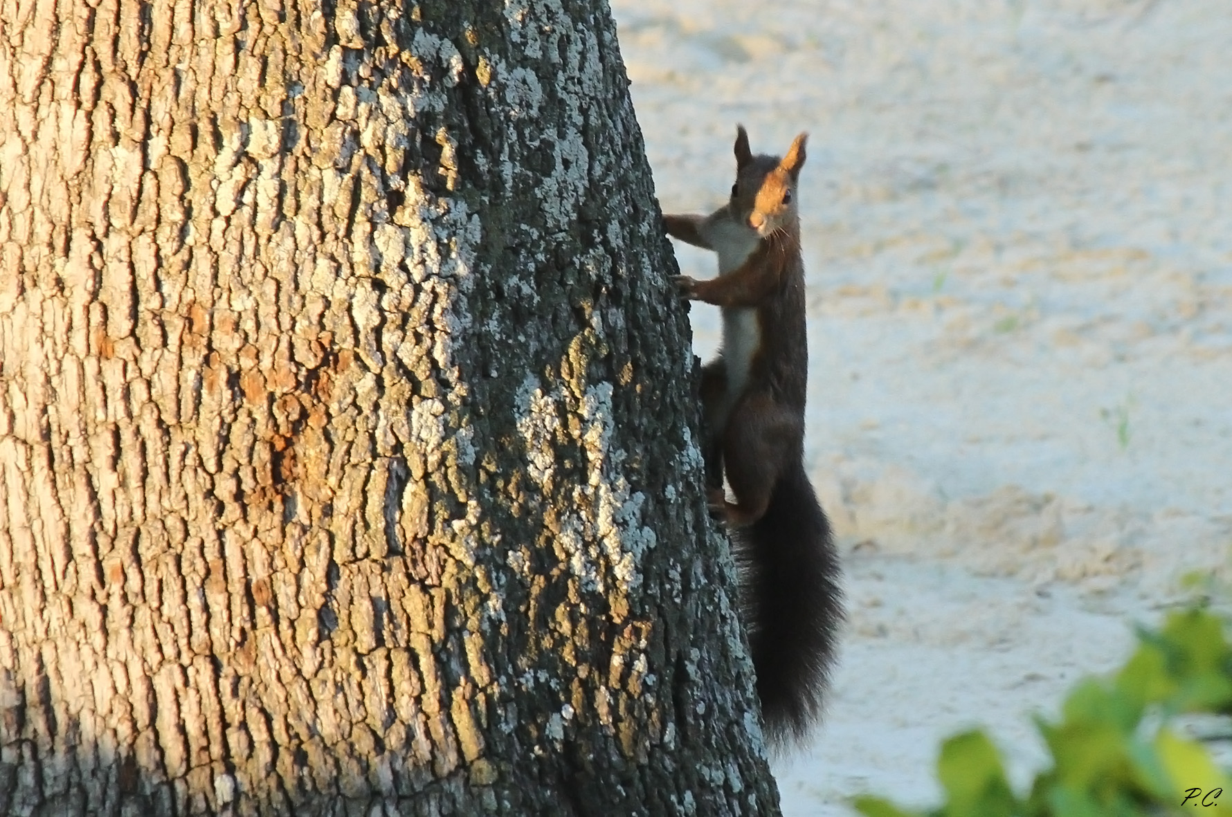 in the shadow of the first sun