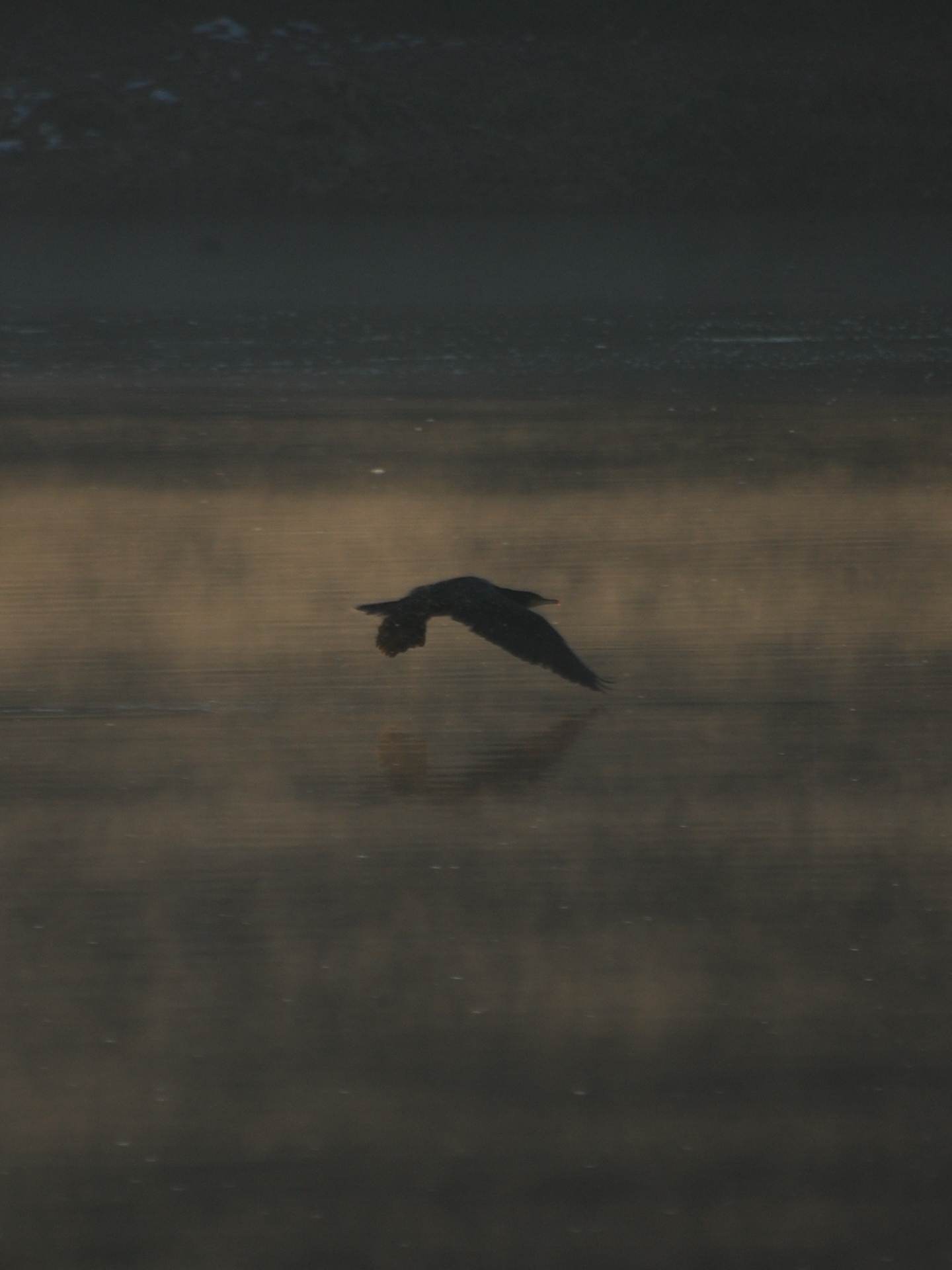 cormorano in volo