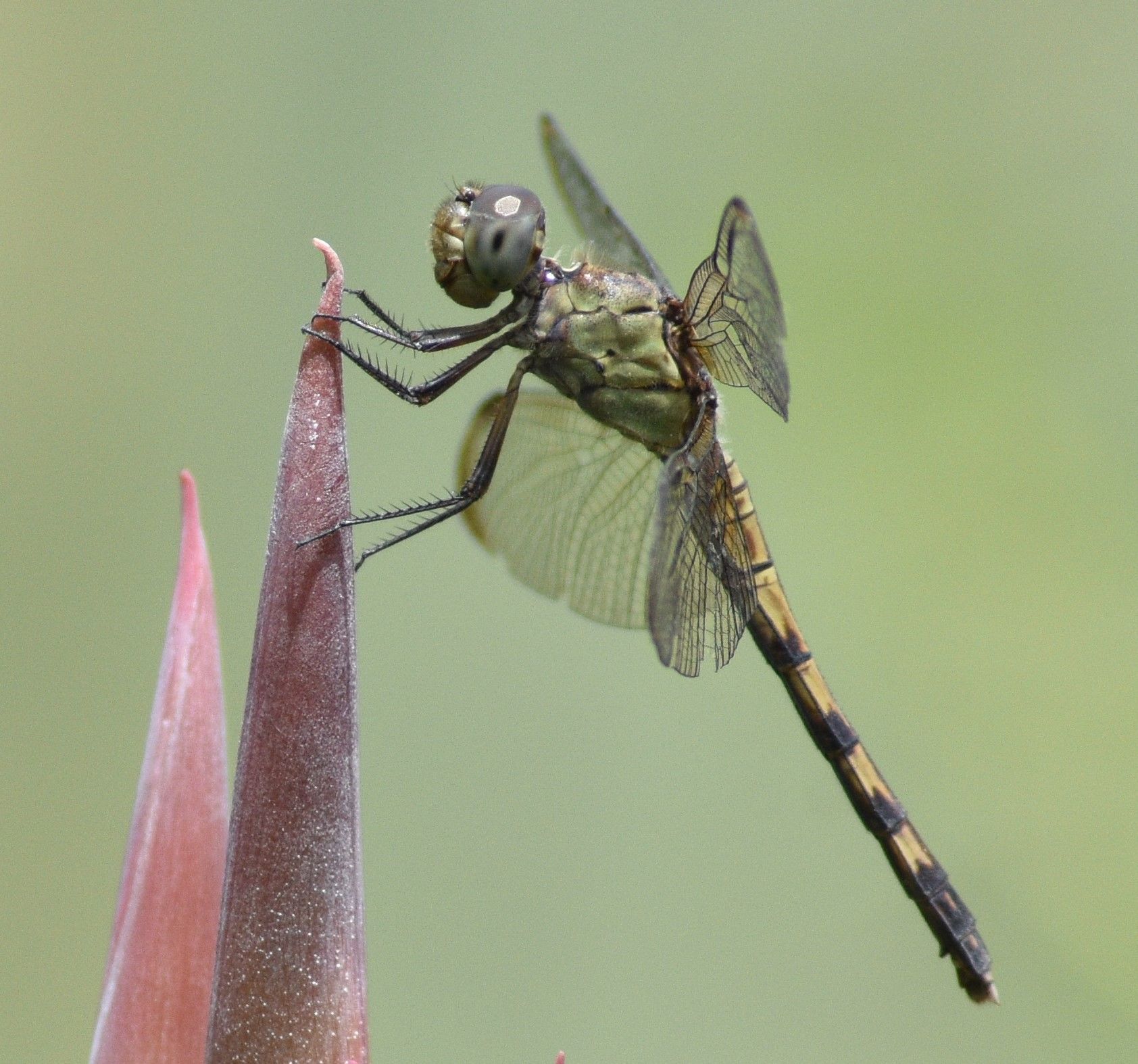 Caballito Volador muy Simpático