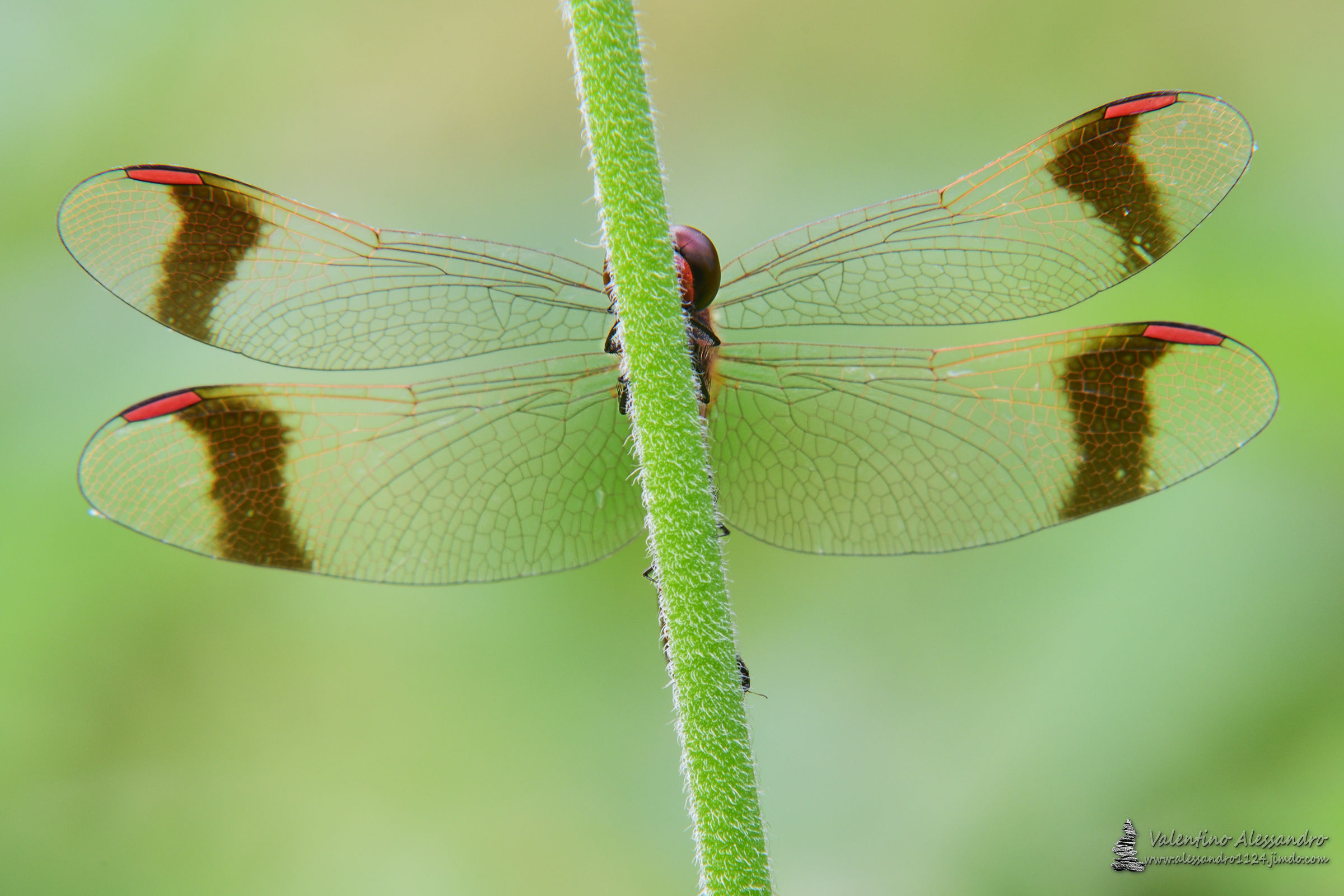 Let's play hide and seek?