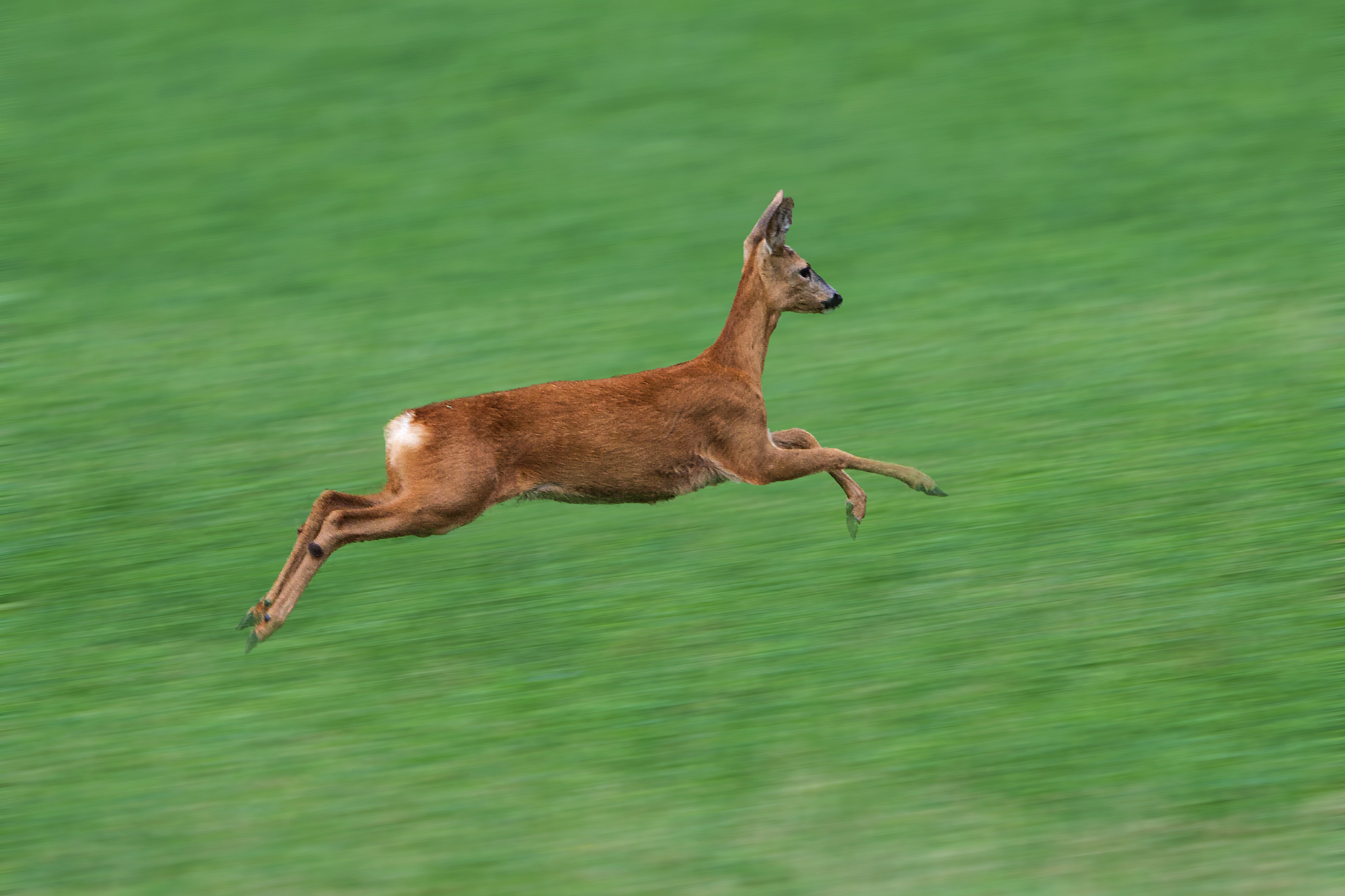 rotten one leap after another