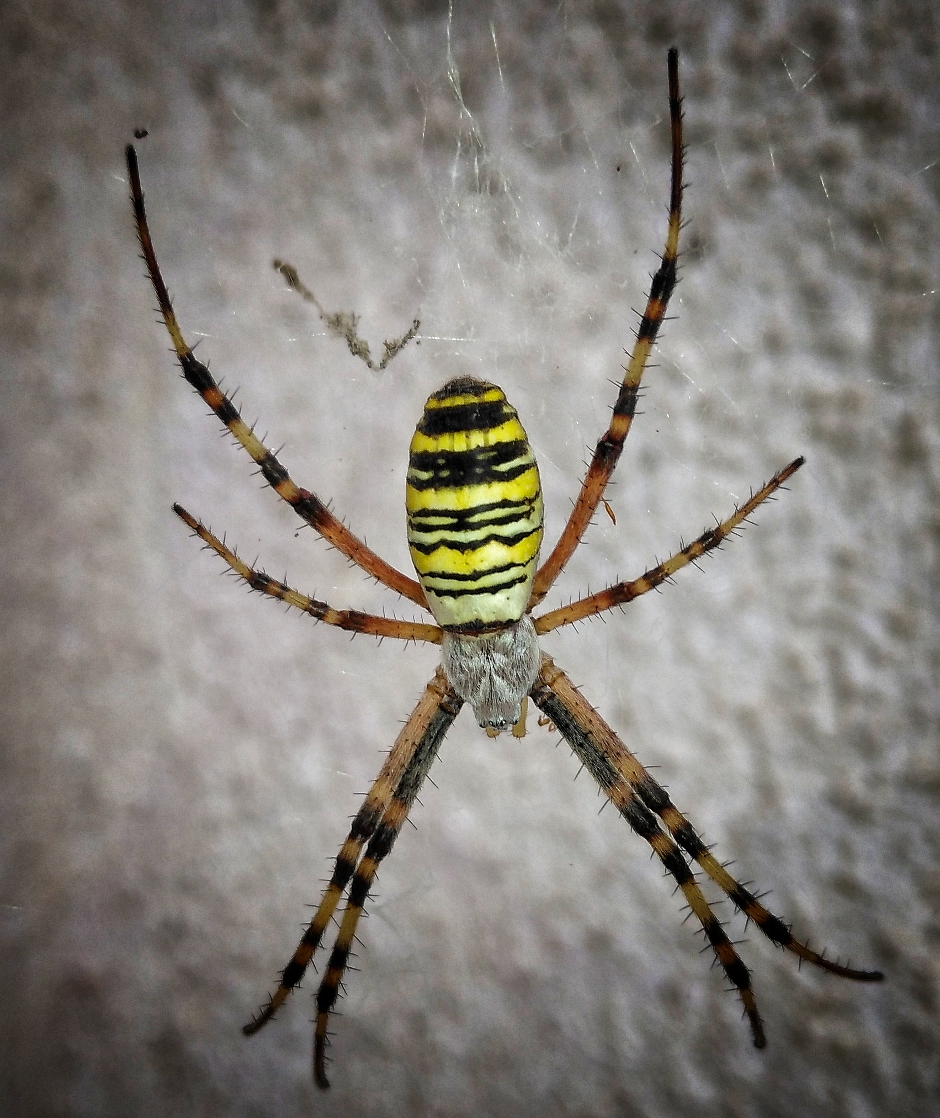 Argiope bruennichi