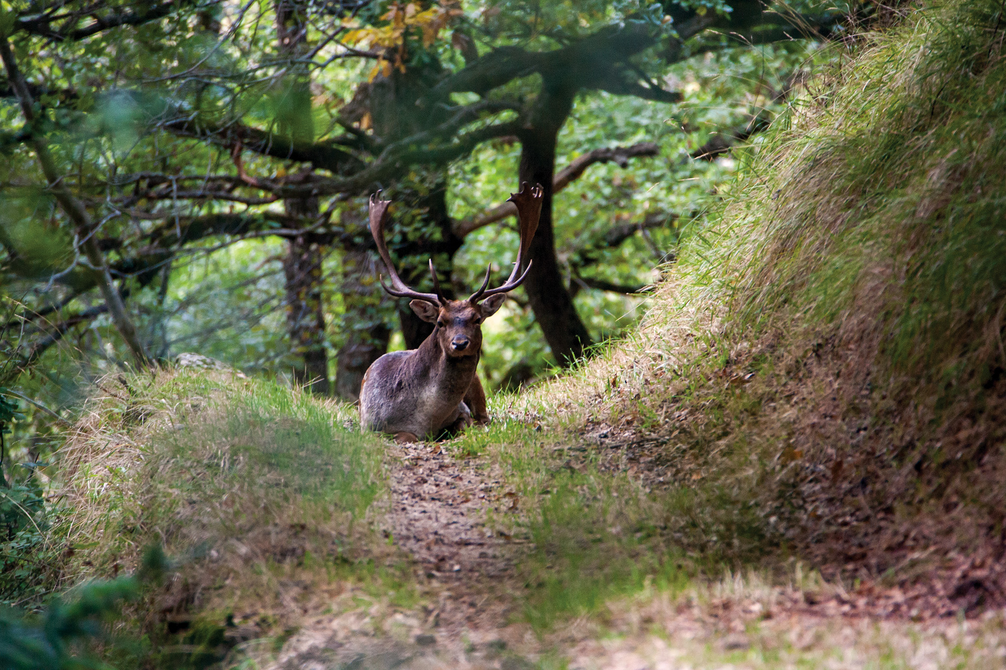 The beautiful woods at dawn