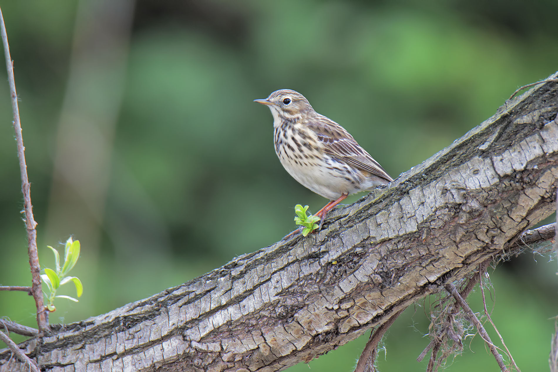 Pipit