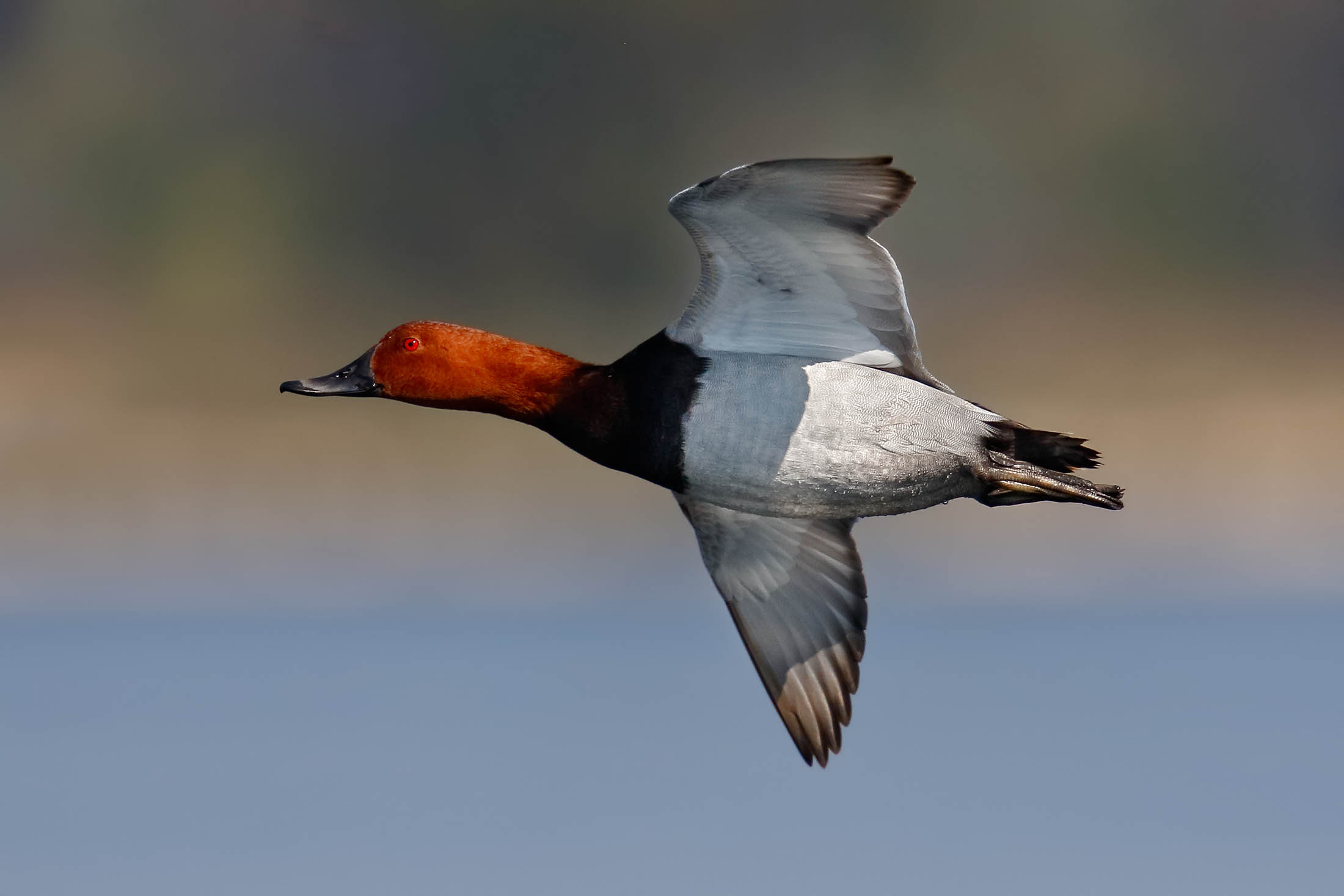 Pochard