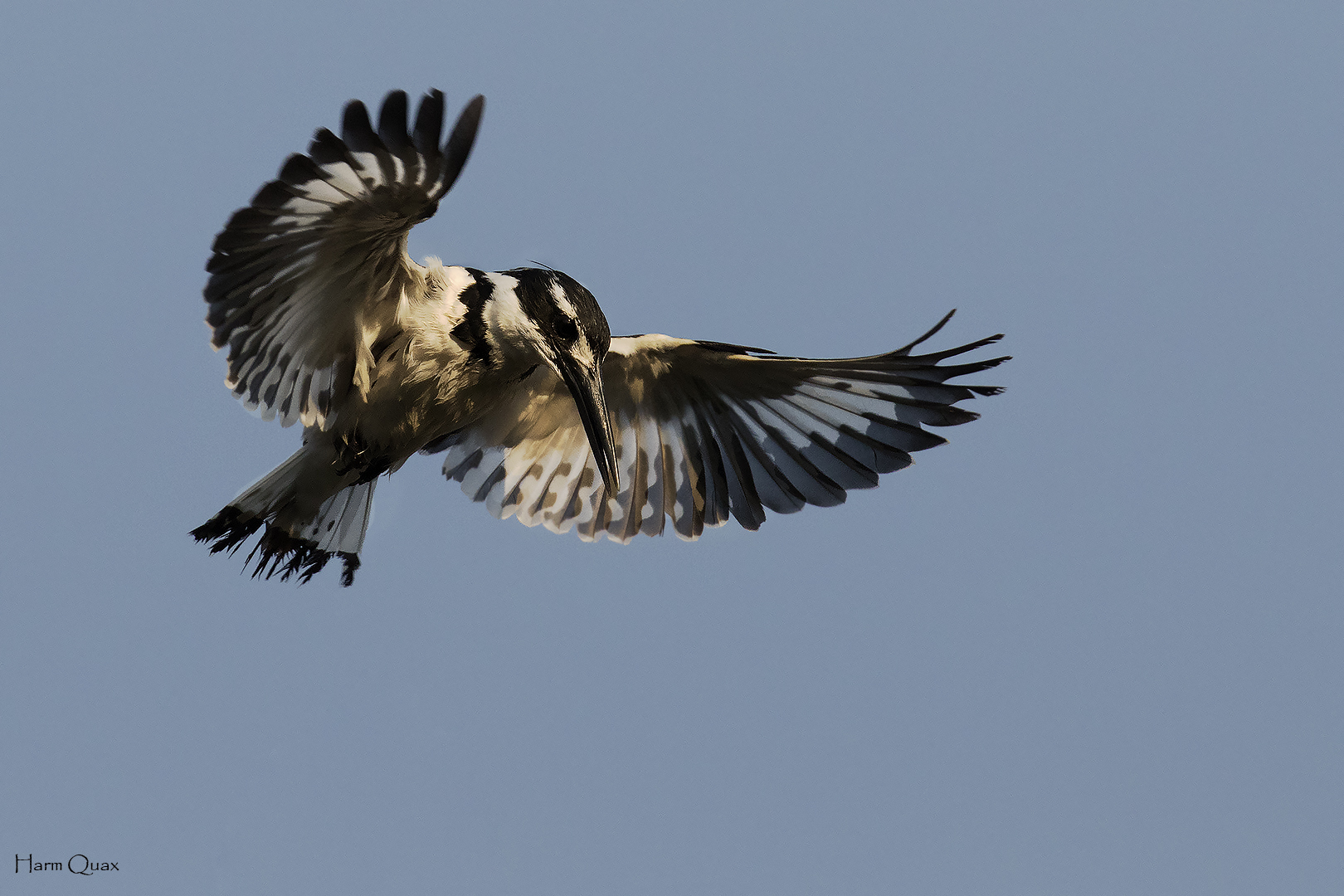 Pescatore di pesci pelati (Ceryle rudis)