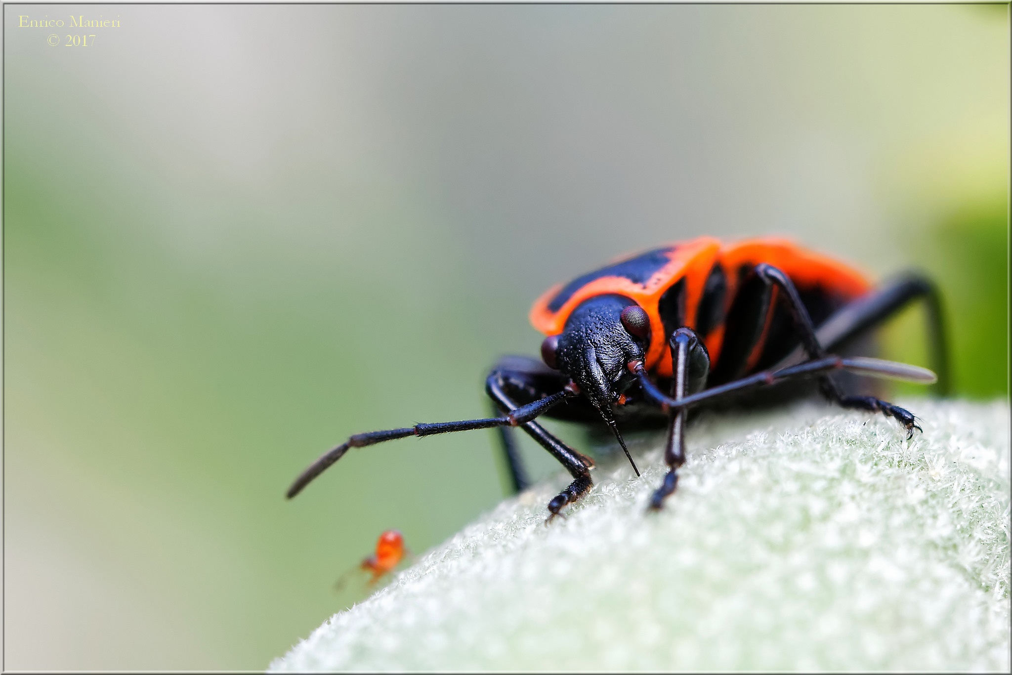 Pyrrhocoris Apterus in alimentazione
