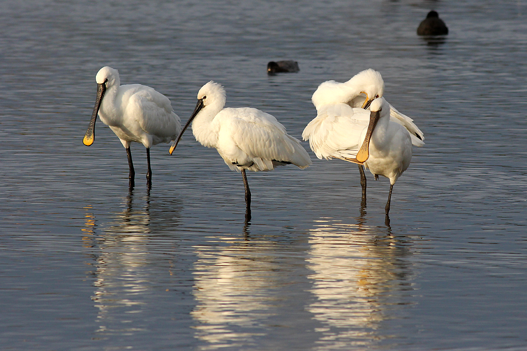 Spatulas in the kitchen.