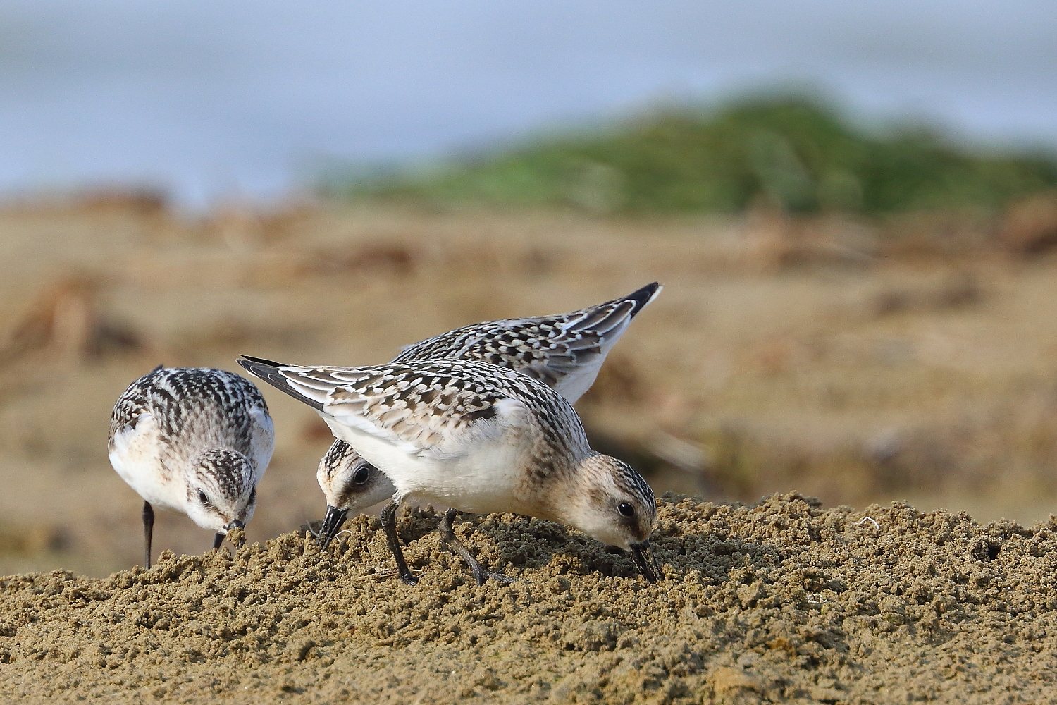 Piovanelli tridattilo
