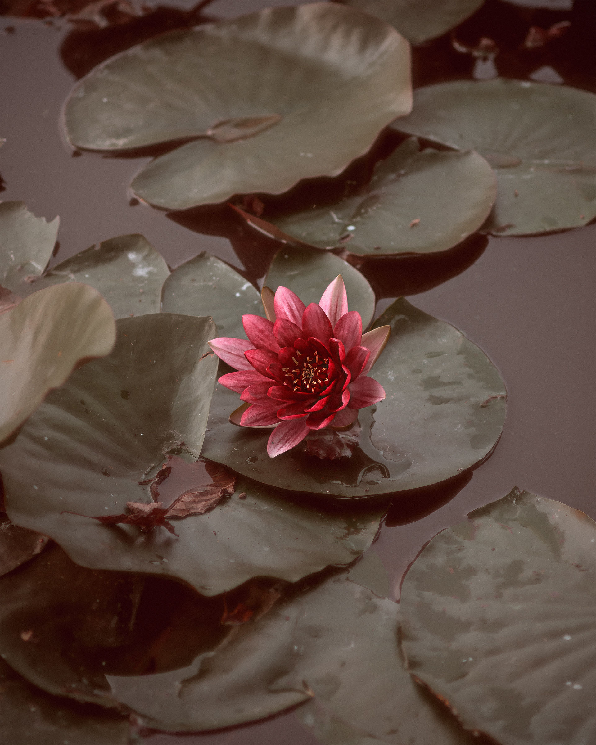 Seventeenth-century water lily
