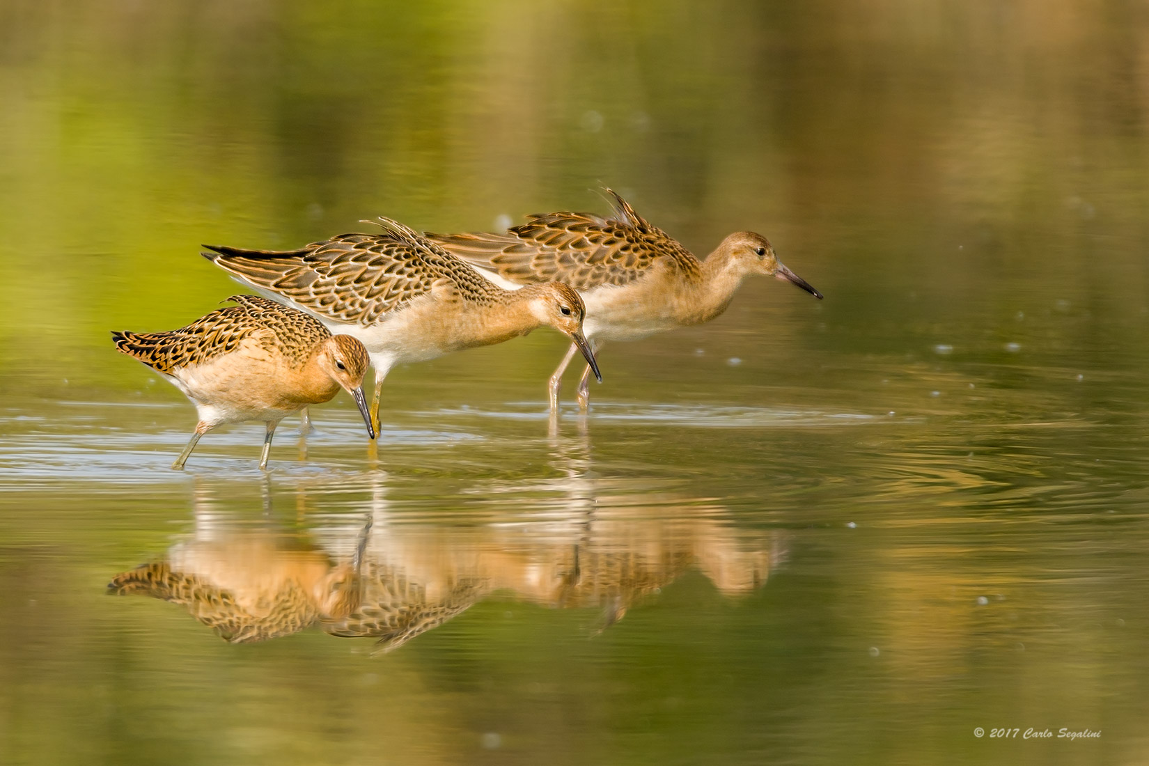 I 3 Moschettieri...combattenti!!!