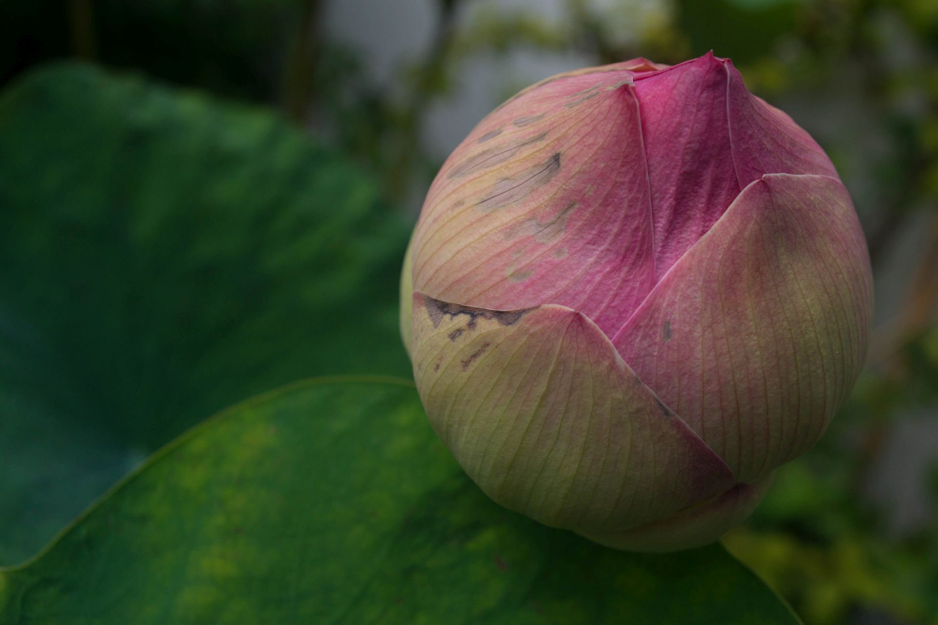 Unopened Lotus Flower