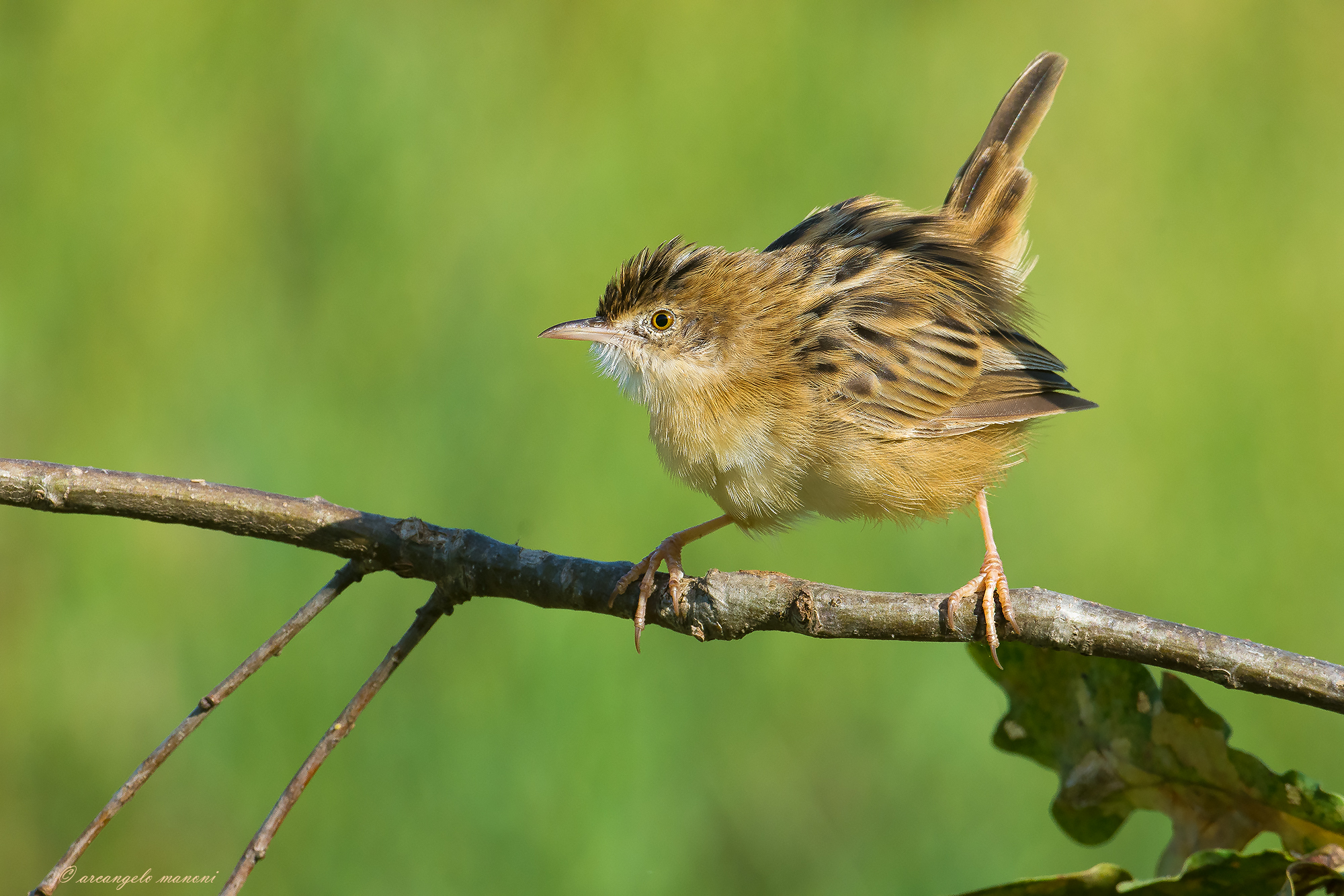 Beccamoschino;minuscolo acrobata