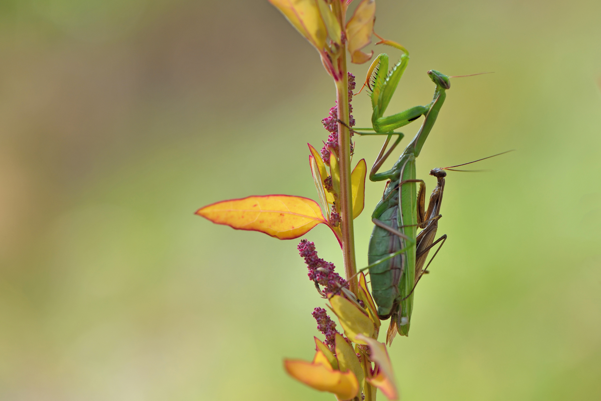 Mating of mantids