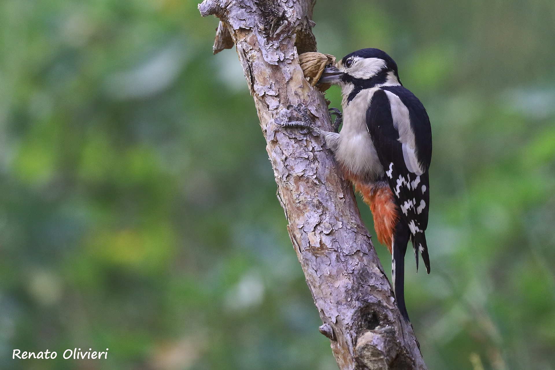 There is no nut that resists me ...