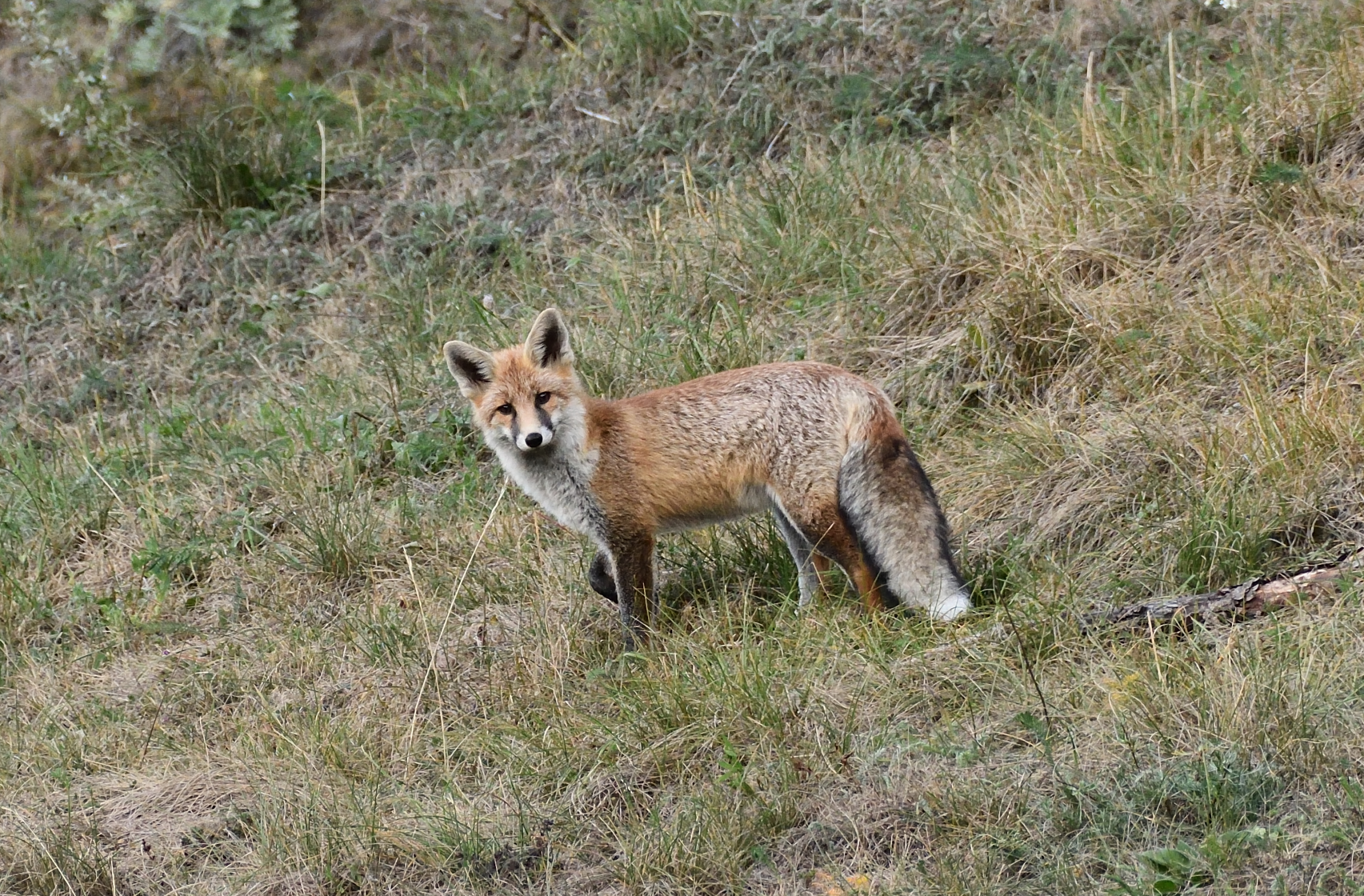 fox