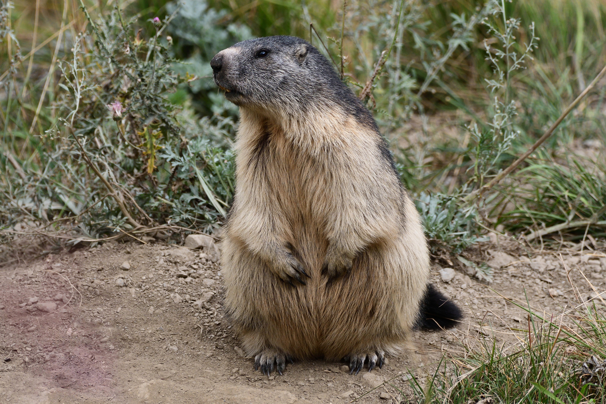 marmot