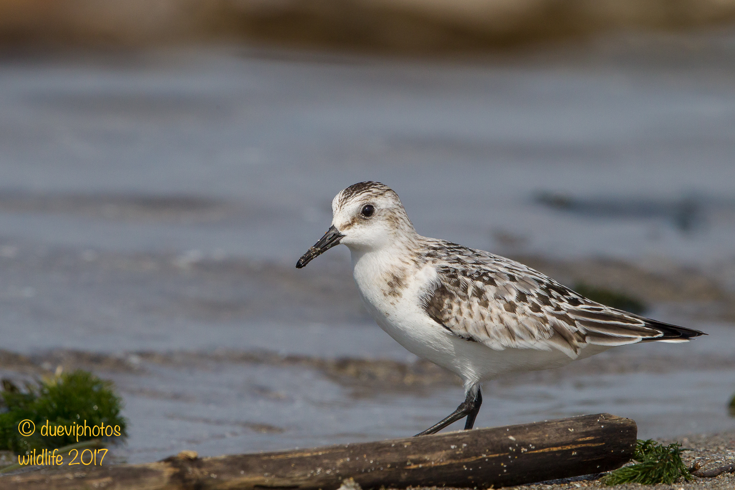 Piovanello tridattilo